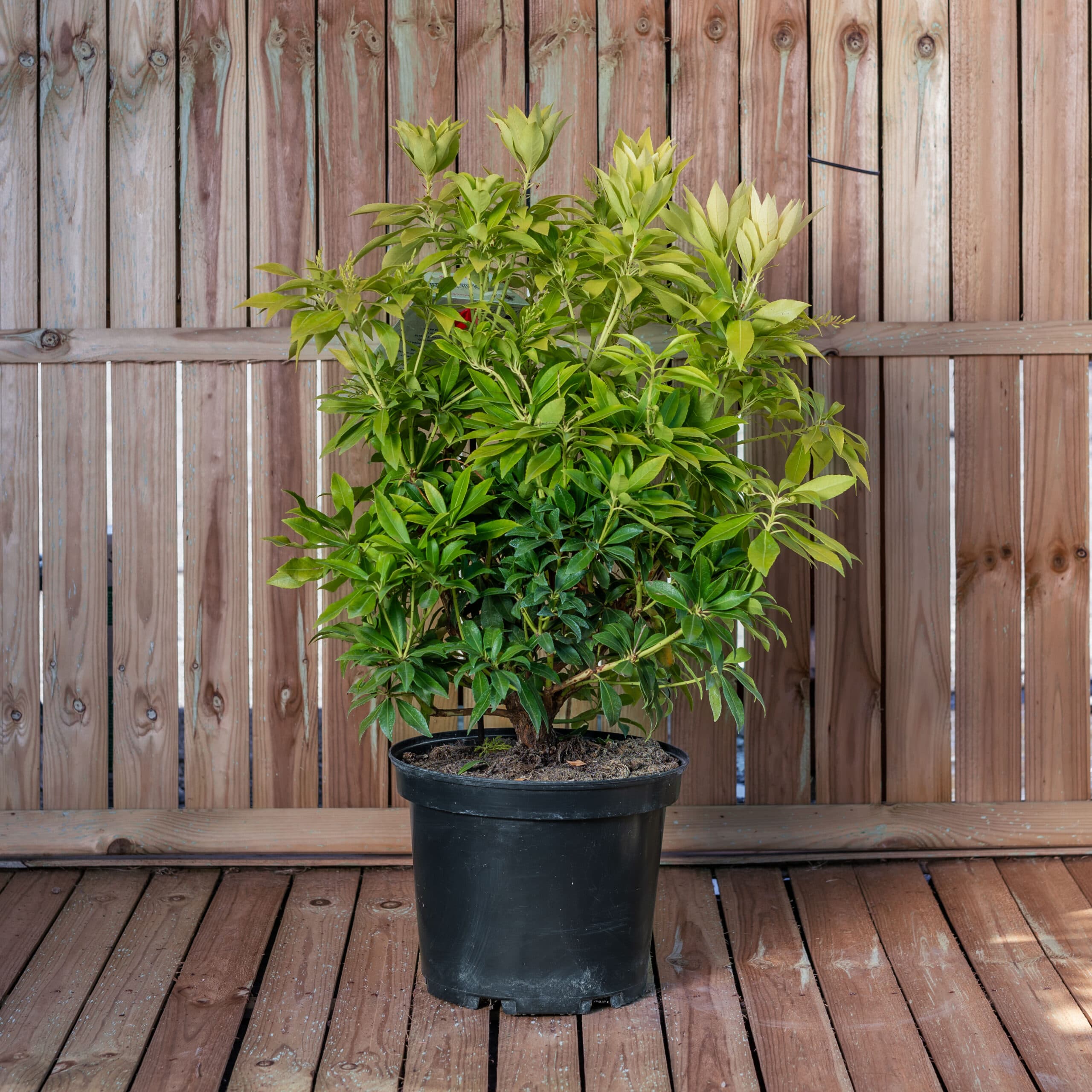 Tufa de lacramioare — imagine 1