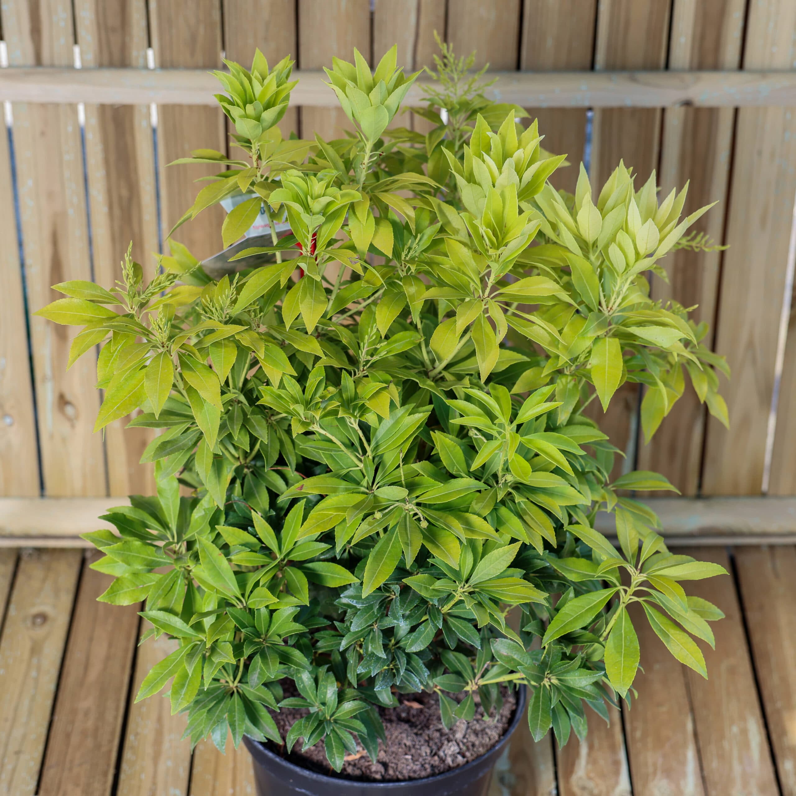 Tufa de lacramioare thumbnail 2