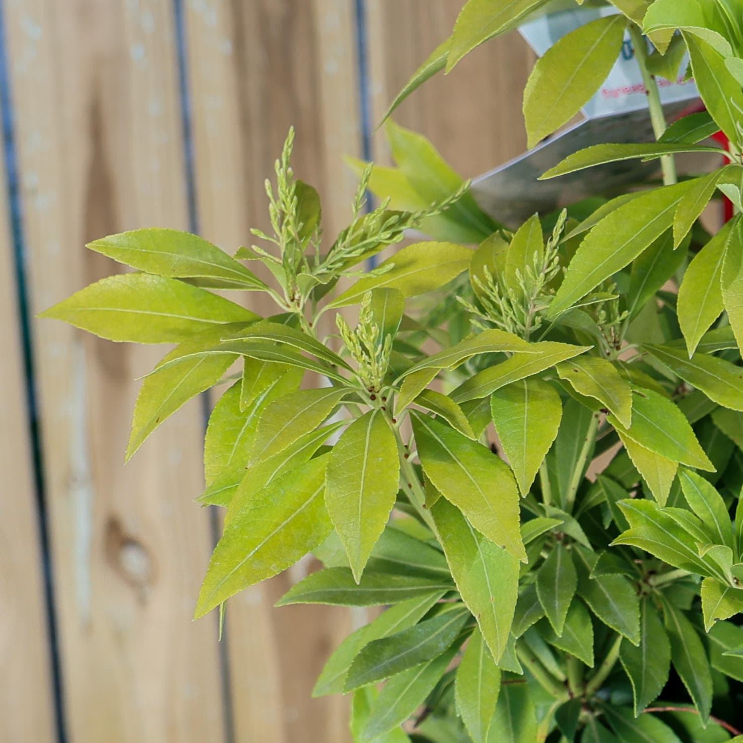 Tufa de lacramioare thumbnail 3