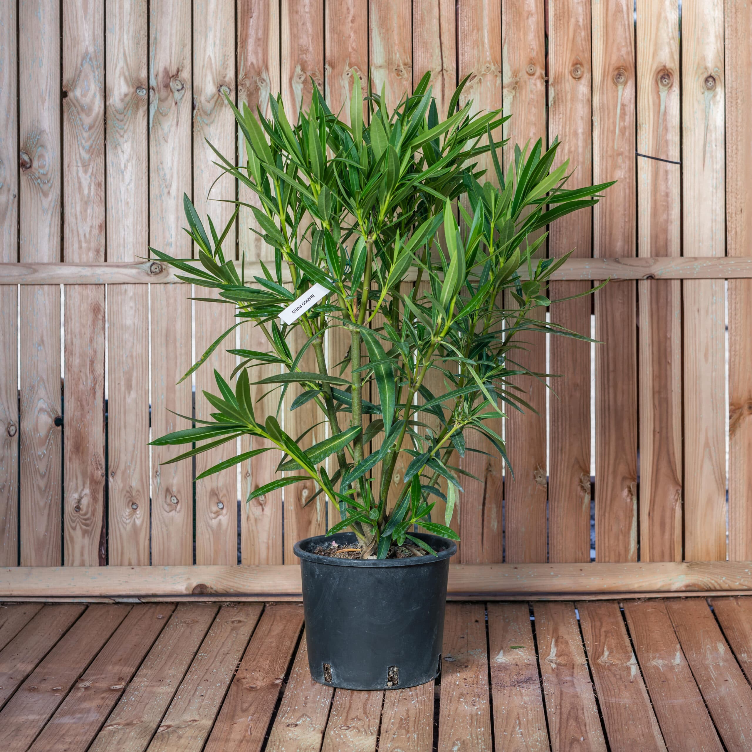 Leandru — imagine 1