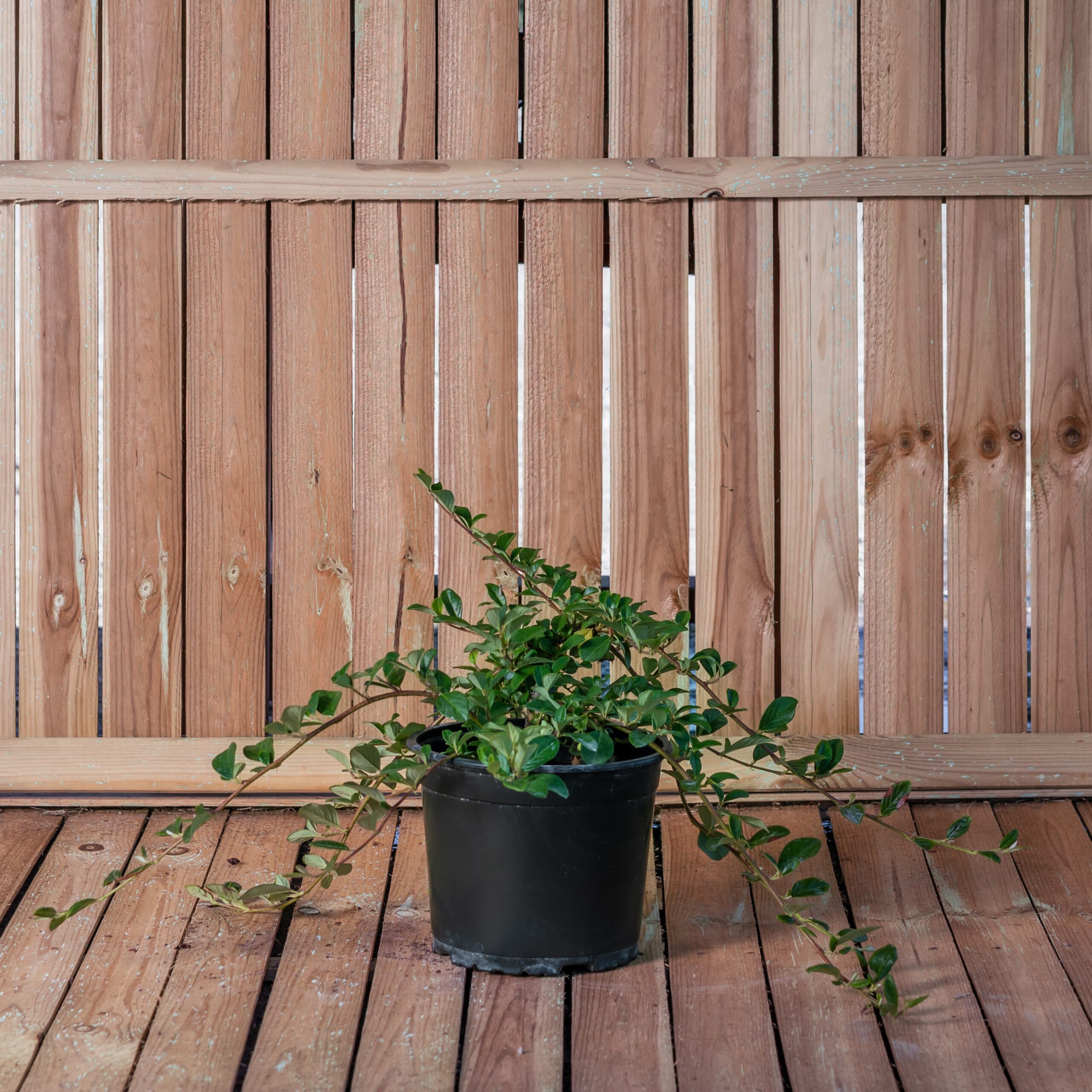 Cotoneaster 'Major' — imagine 1