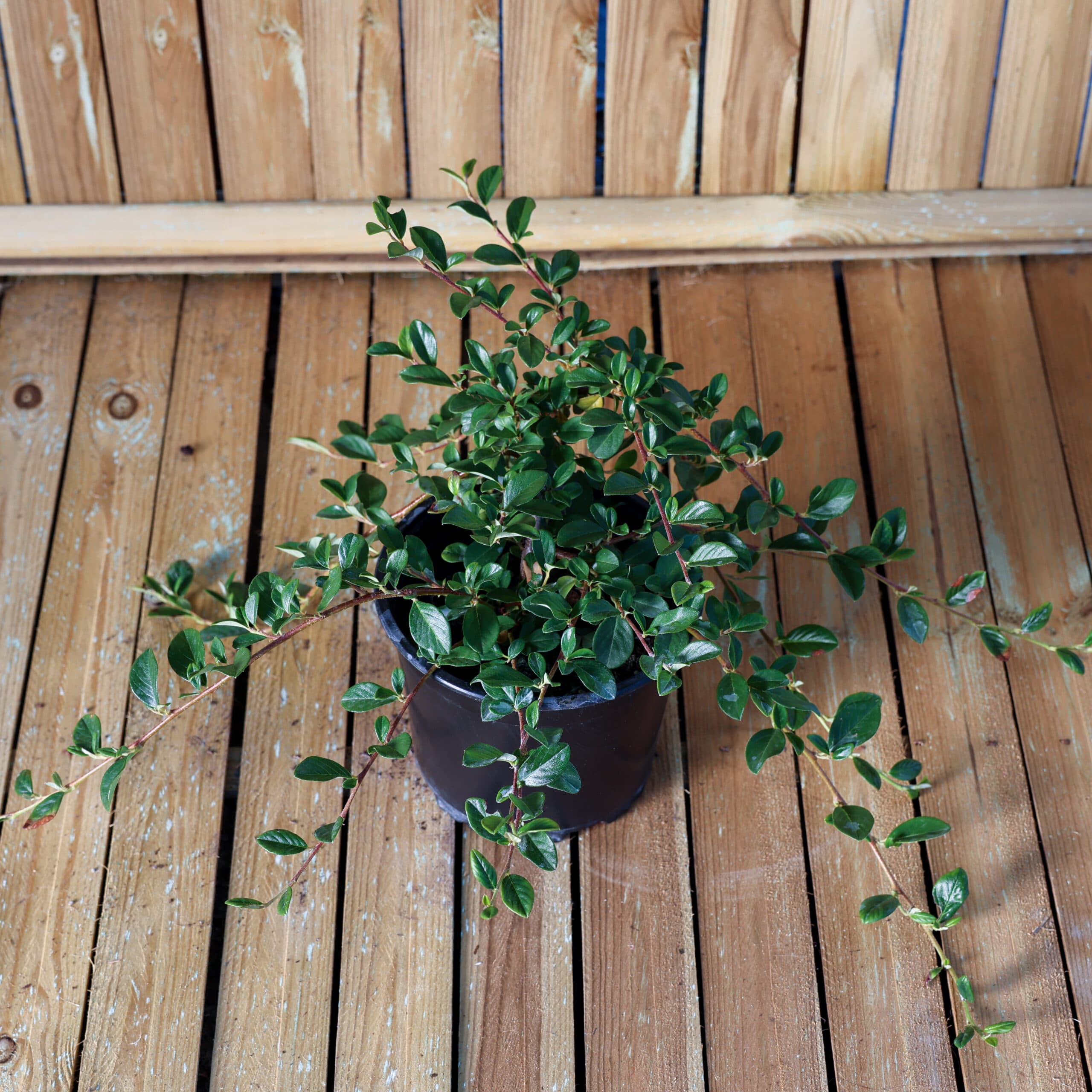 Cotoneaster 'Major' thumbnail 2