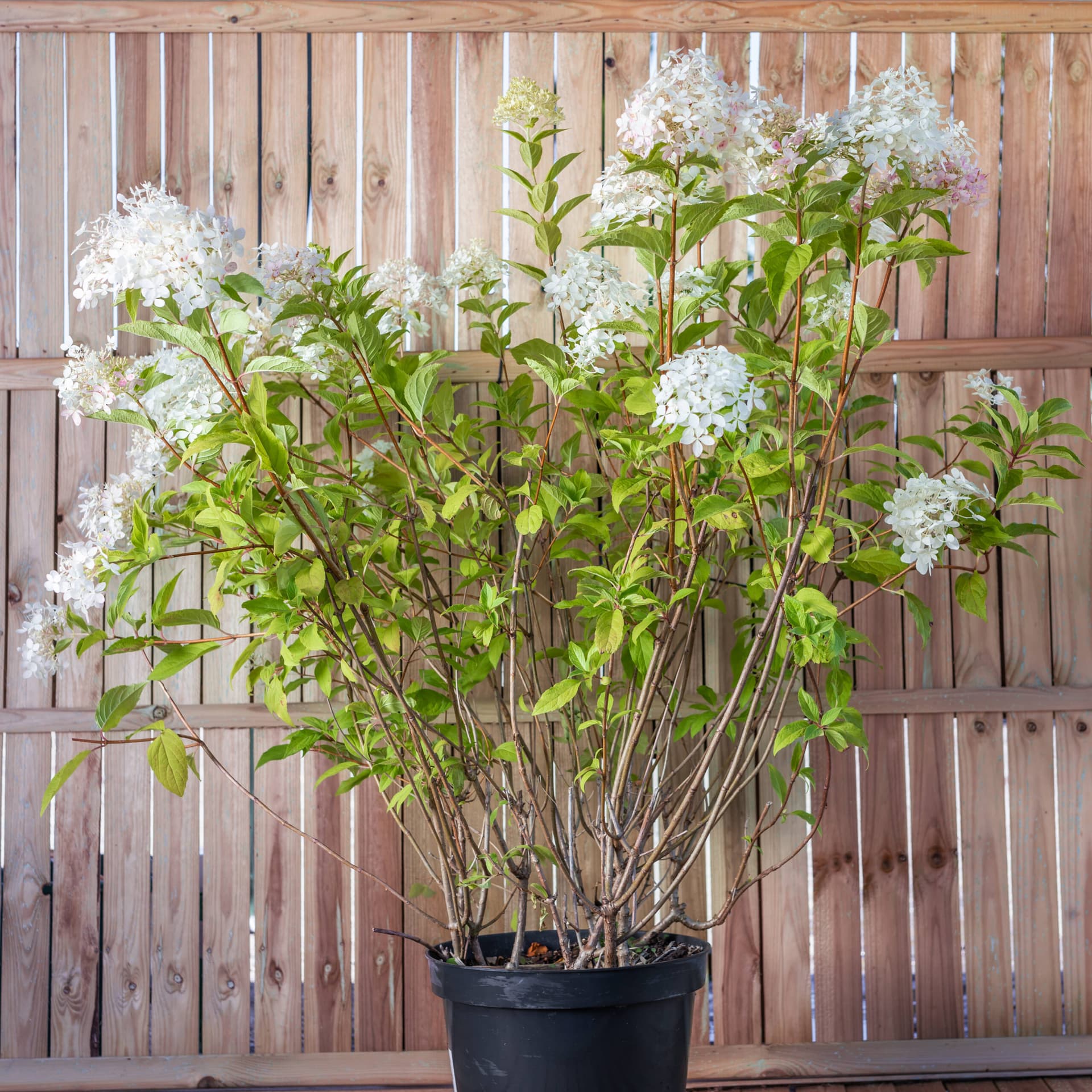 Hortensia — imagine 1