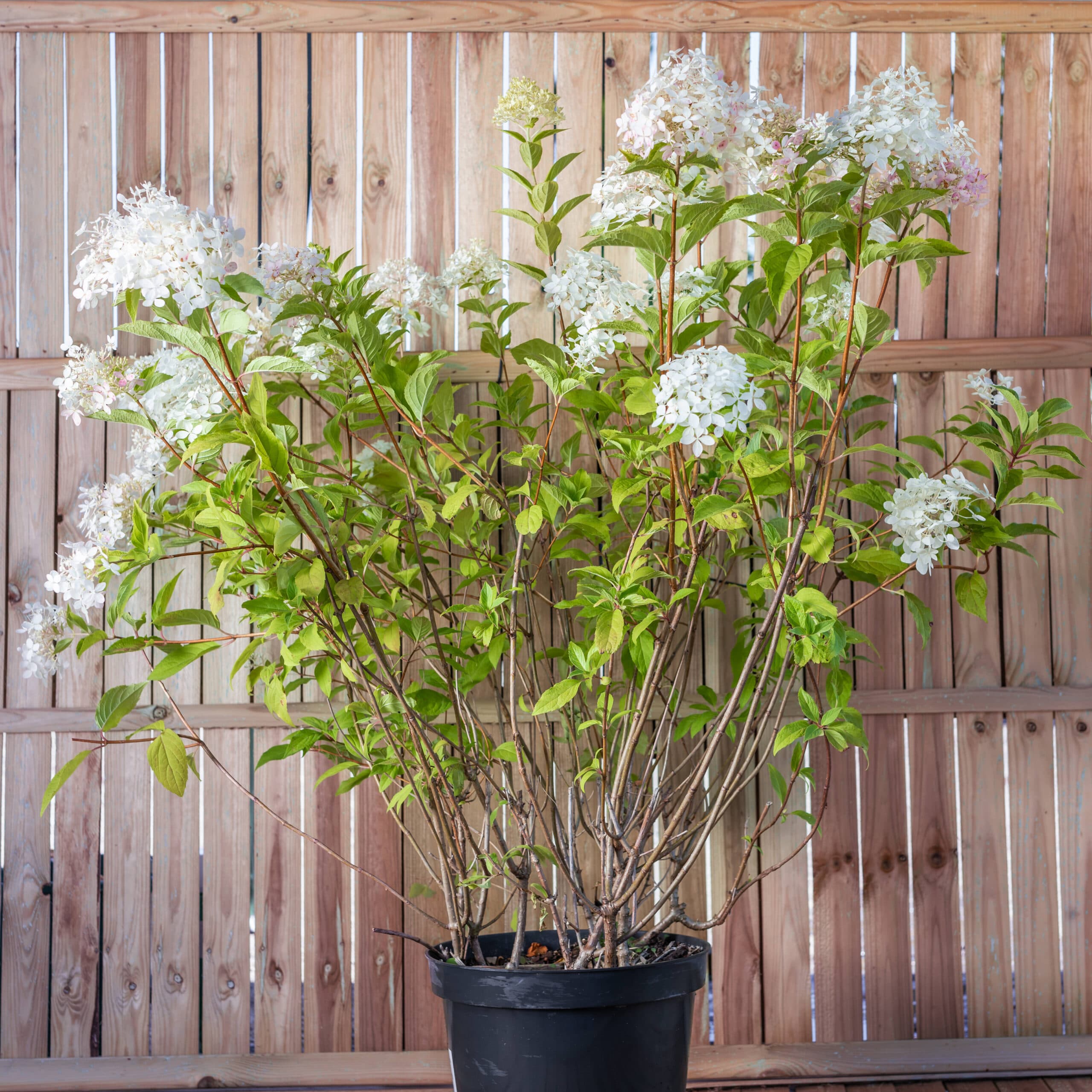 Hortensia — imagine 1