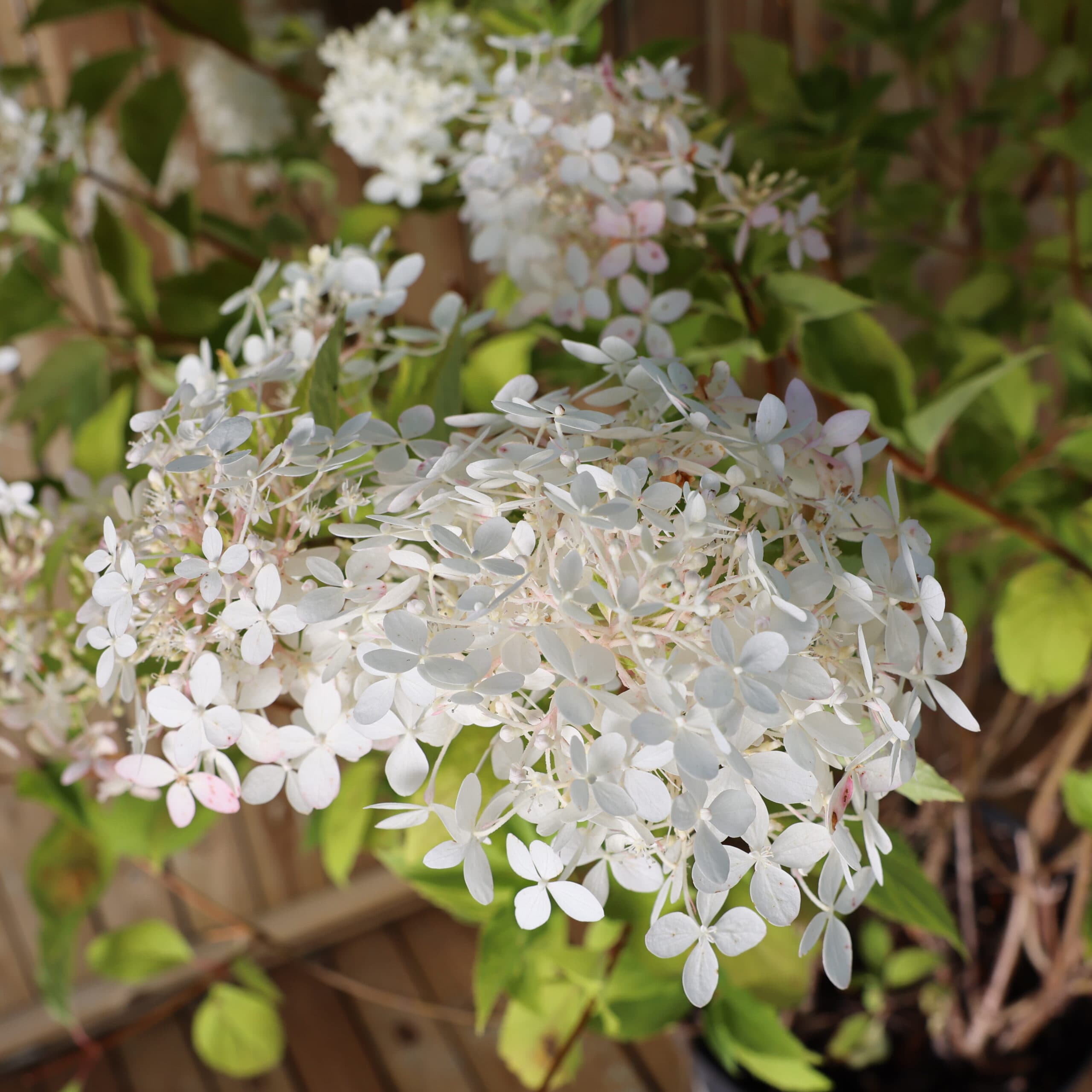 Hortensia thumbnail 2