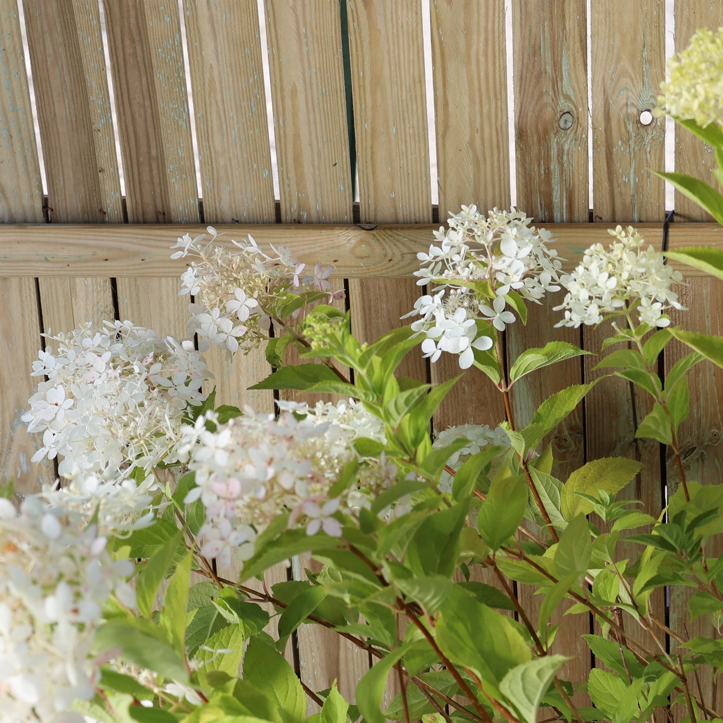 Hortensia thumbnail 3