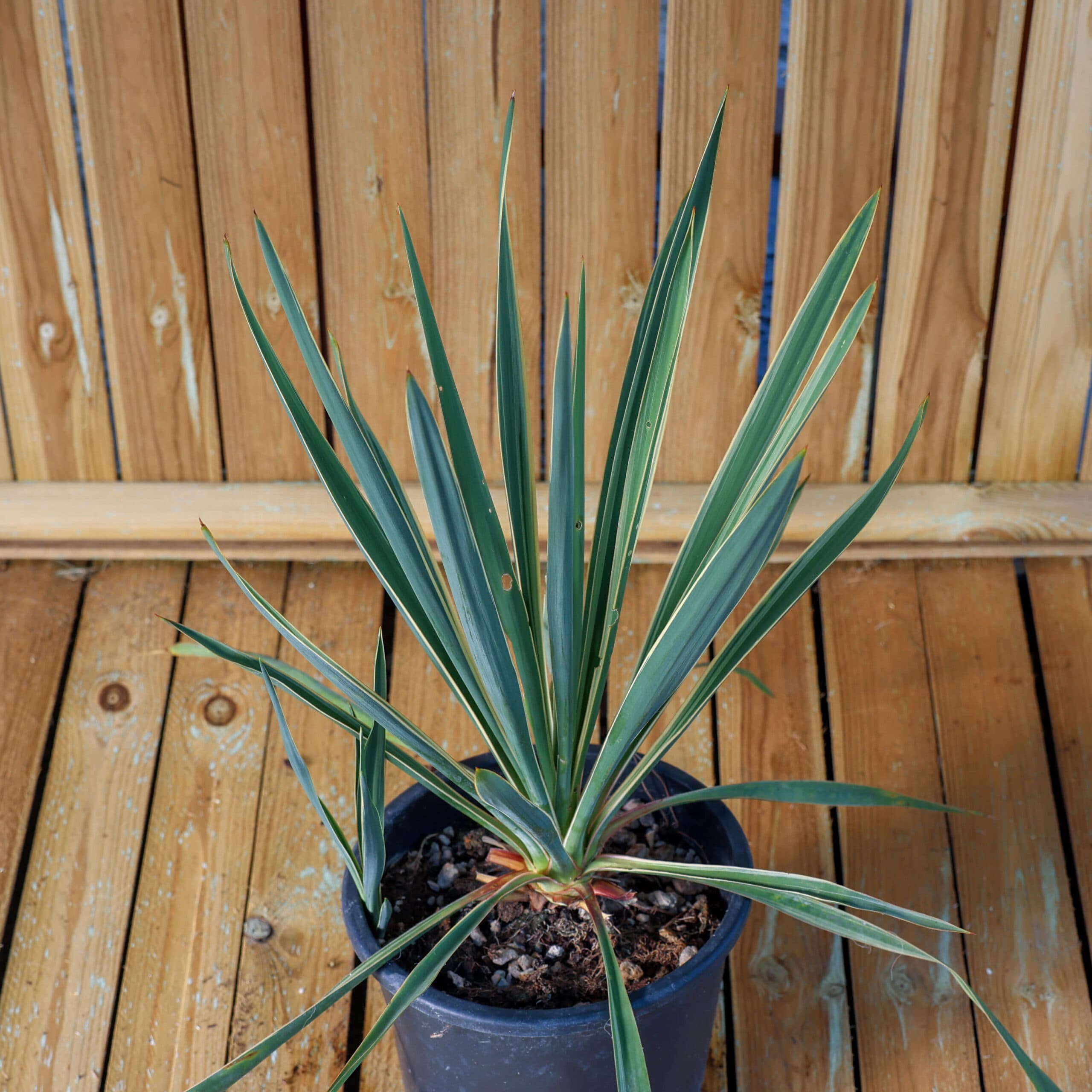 Iuca de grădină variegata thumbnail 2