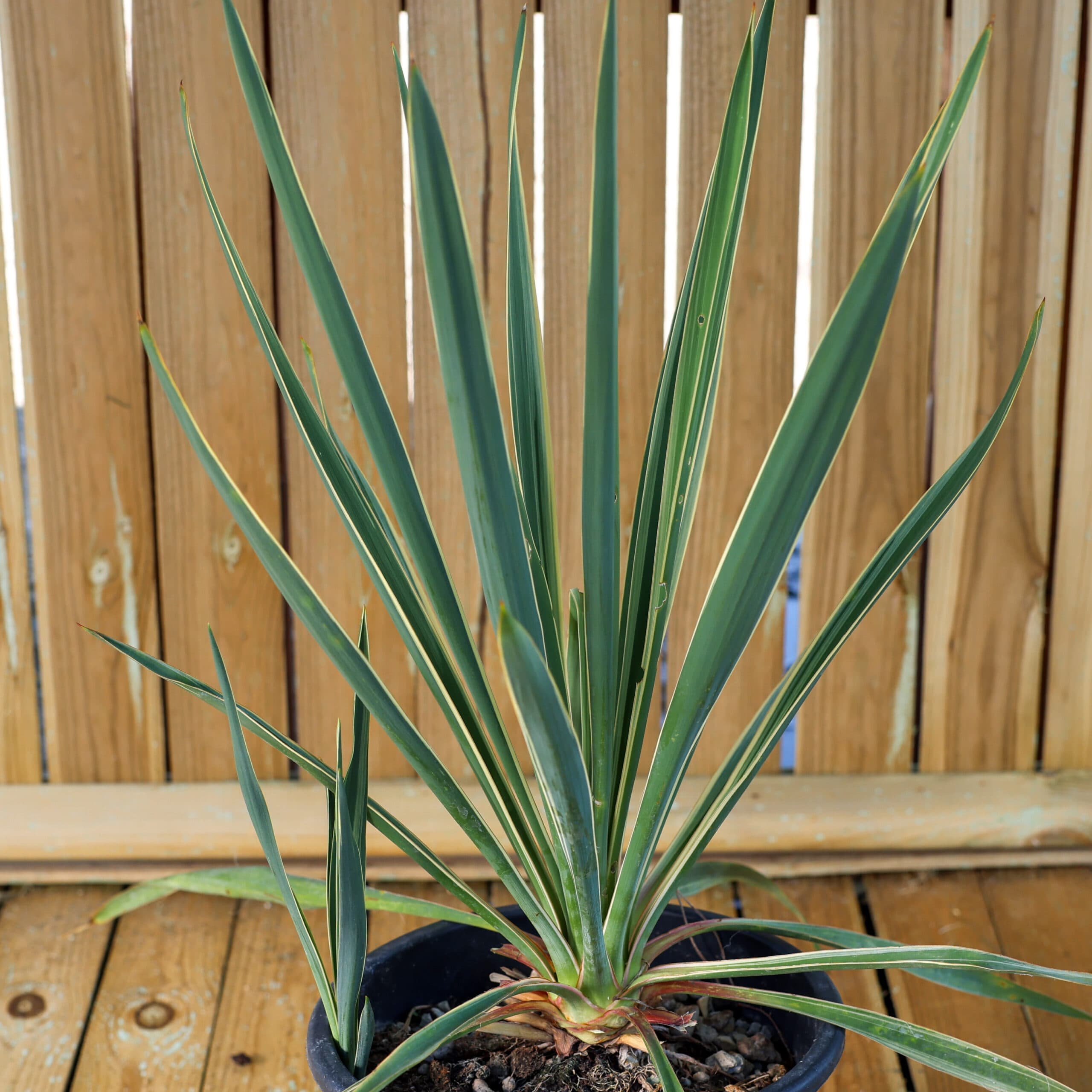 Iuca de grădină variegata thumbnail 3