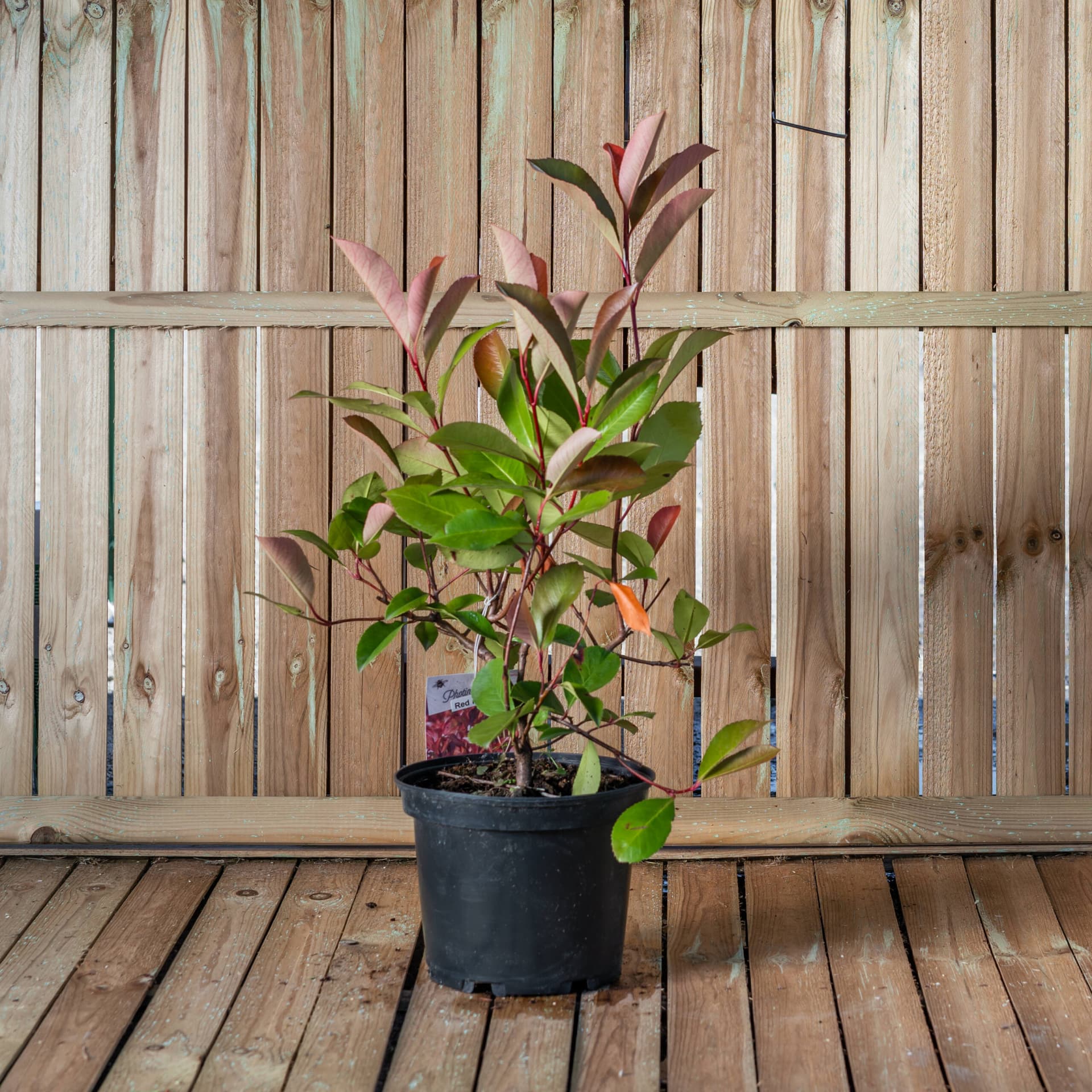 Photinia 'Red Robin' thumbnail 2