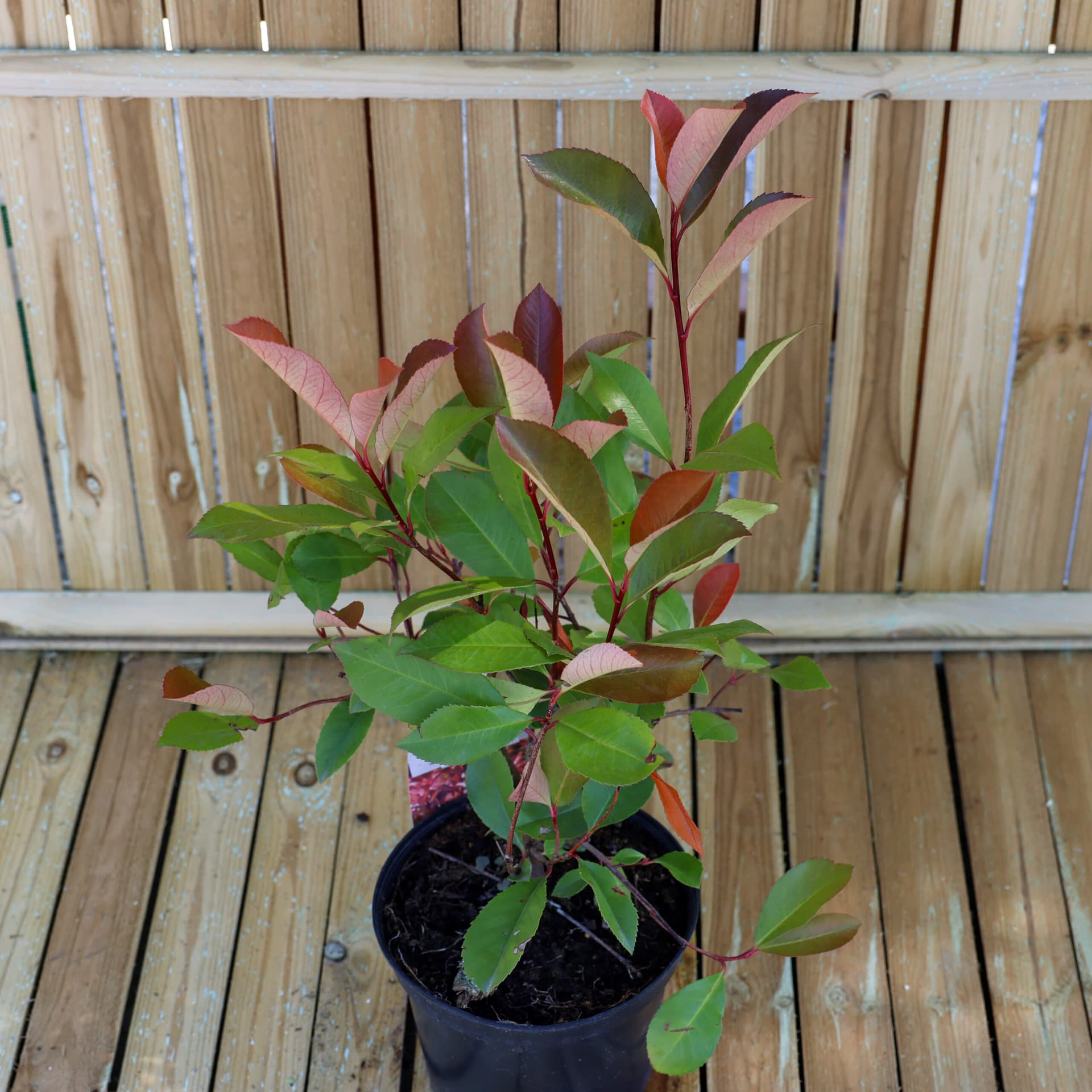 Photinia 'Red Robin' thumbnail 3
