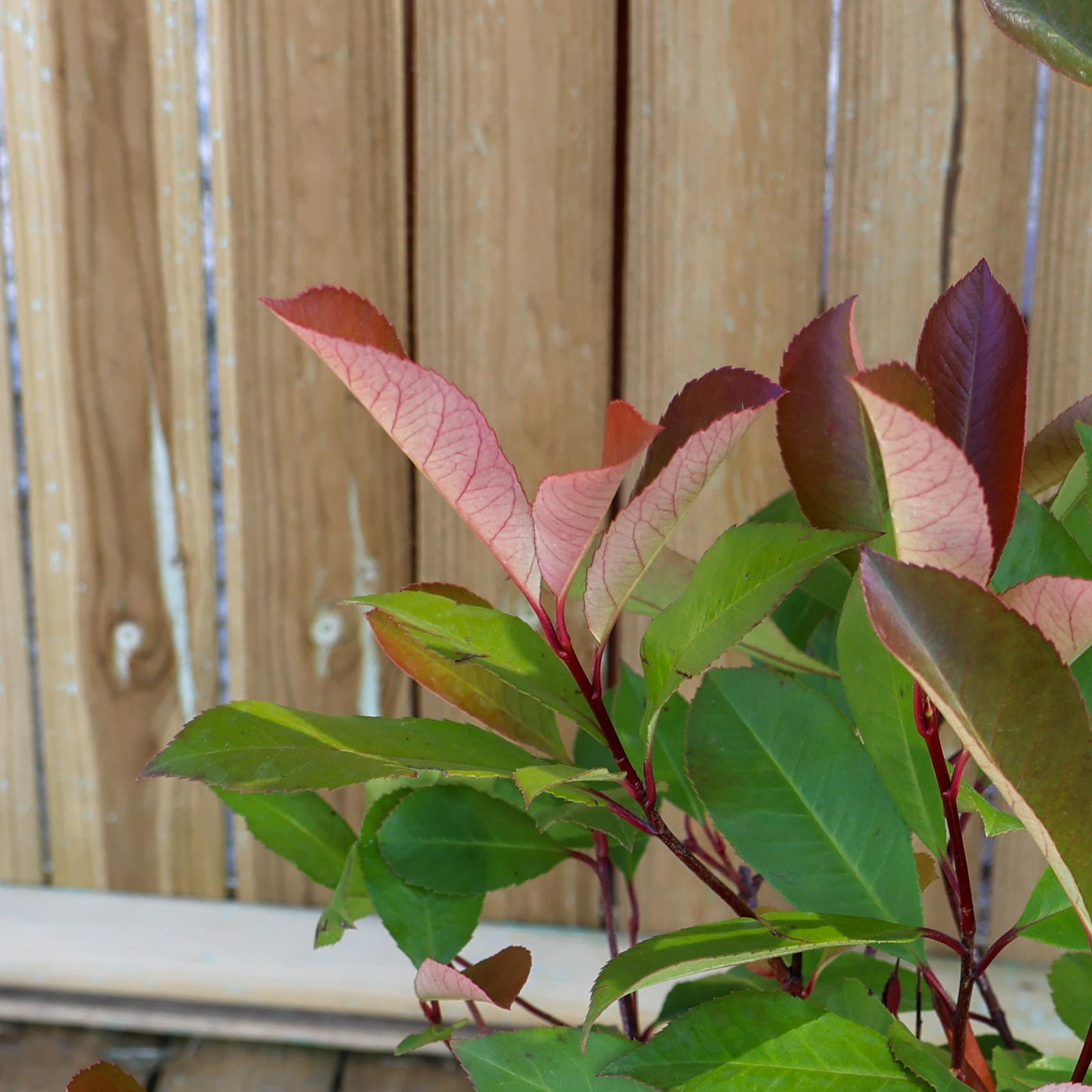 Photinia 'Red Robin' thumbnail 3