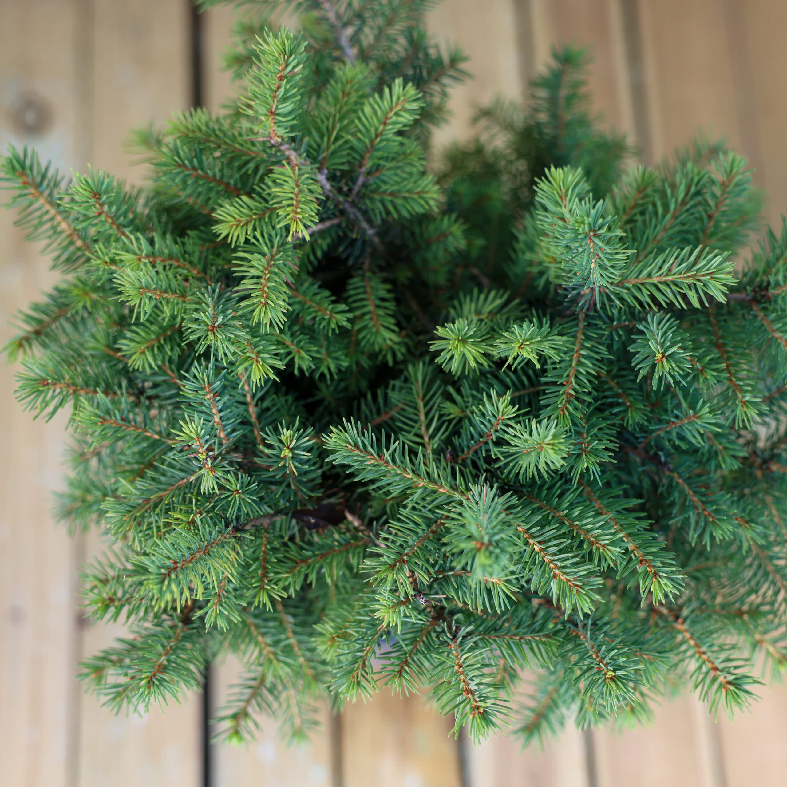 Molid sarbesc pitic thumbnail 2