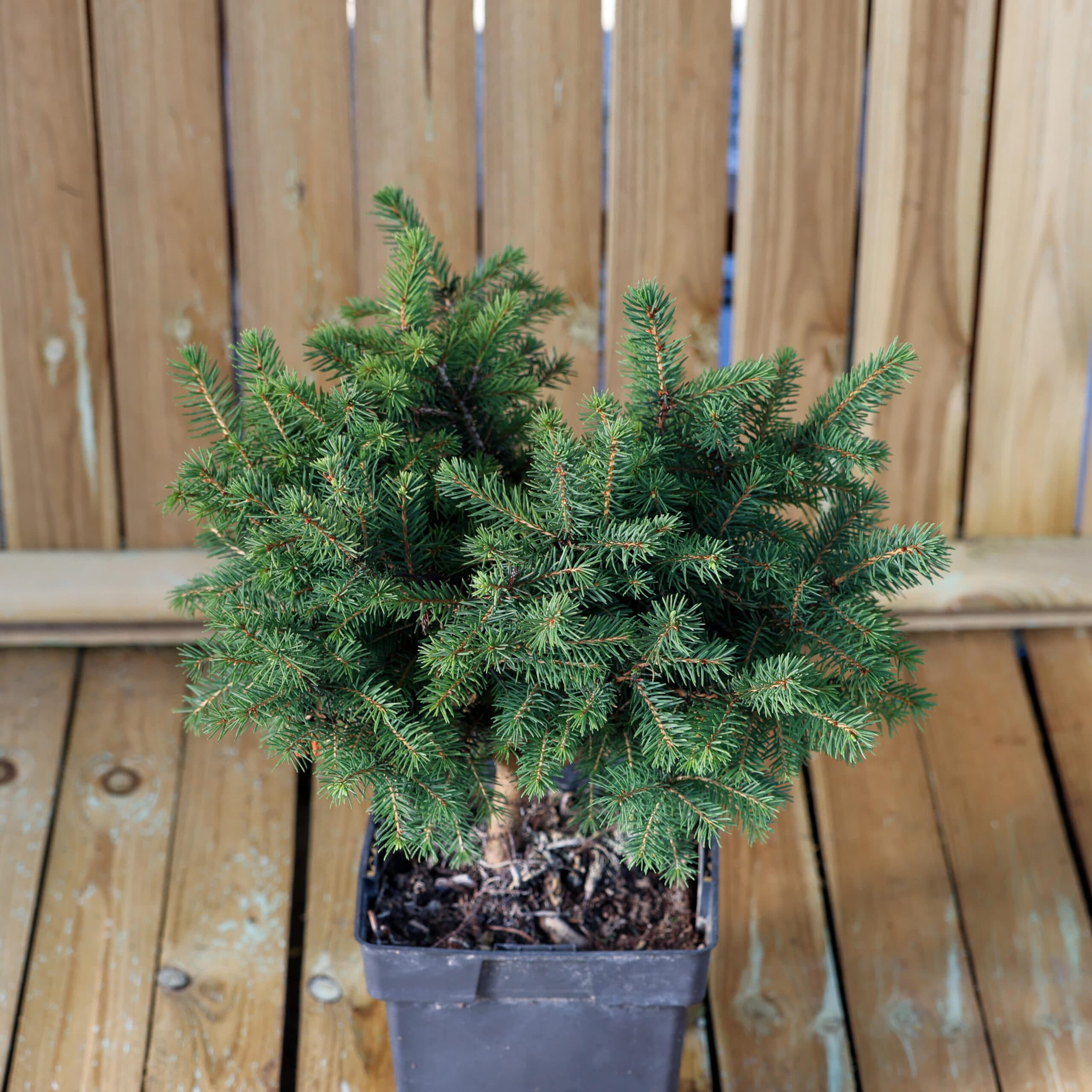 Molid sarbesc pitic thumbnail 3