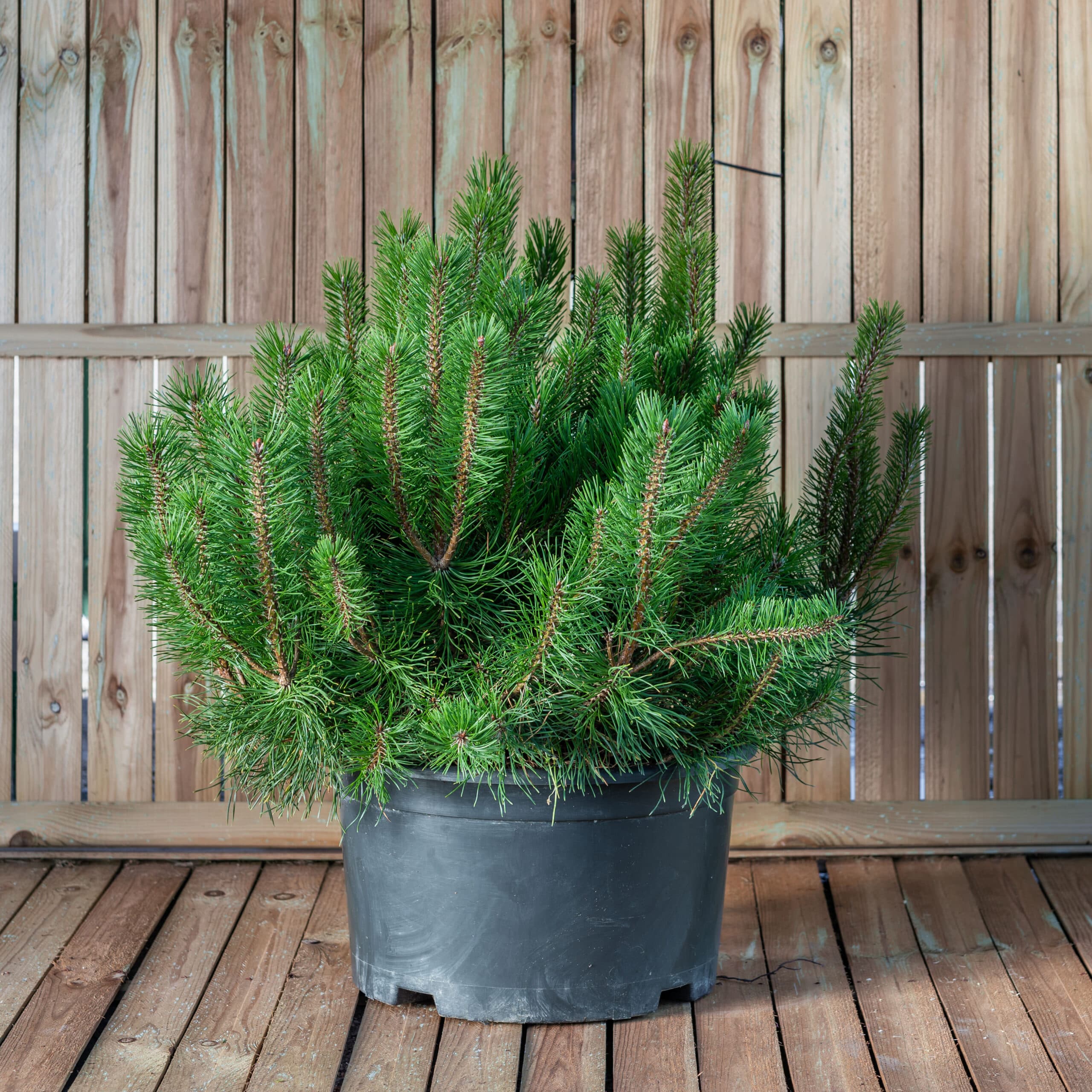 Pin de munte — imagine 1