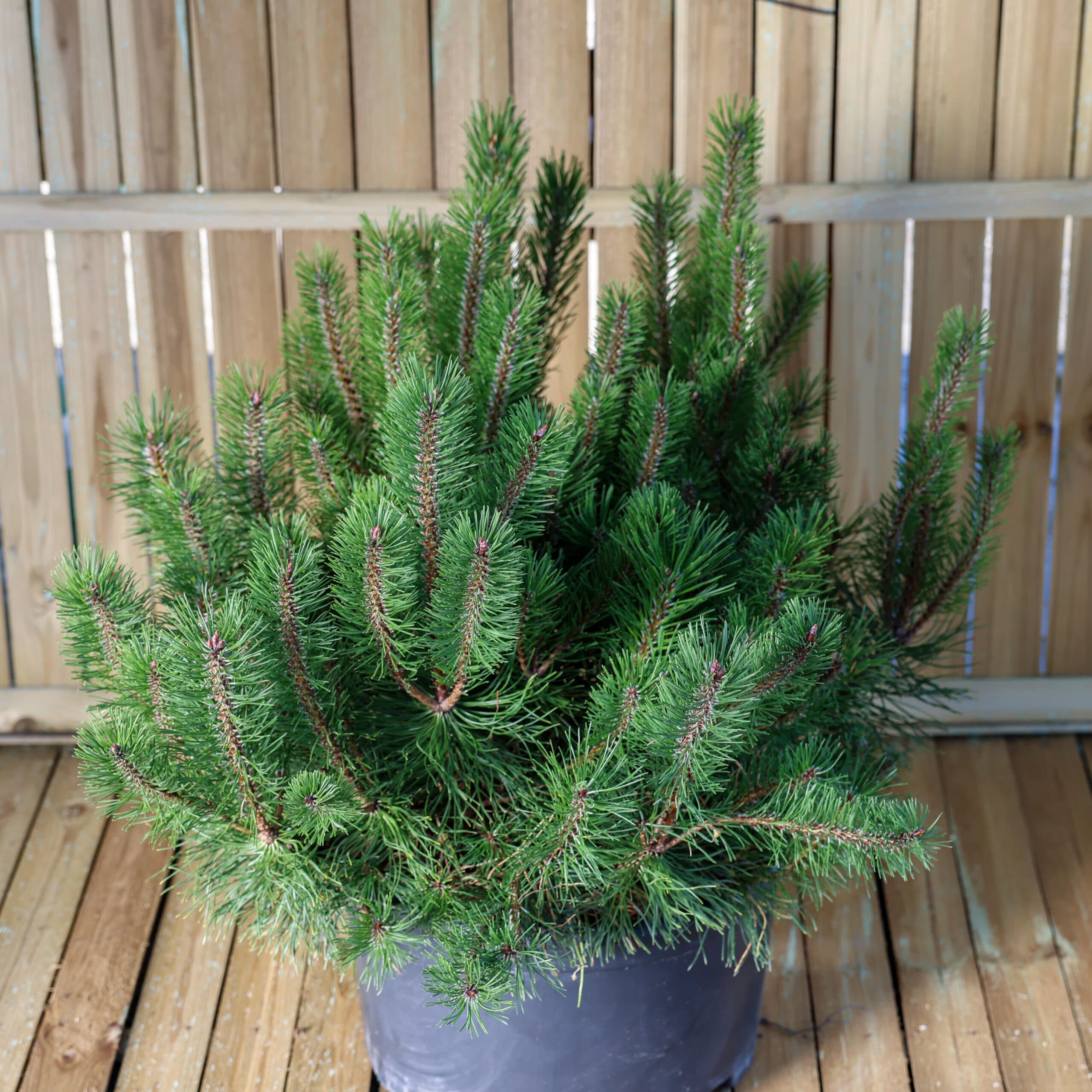 Pin de munte thumbnail 2