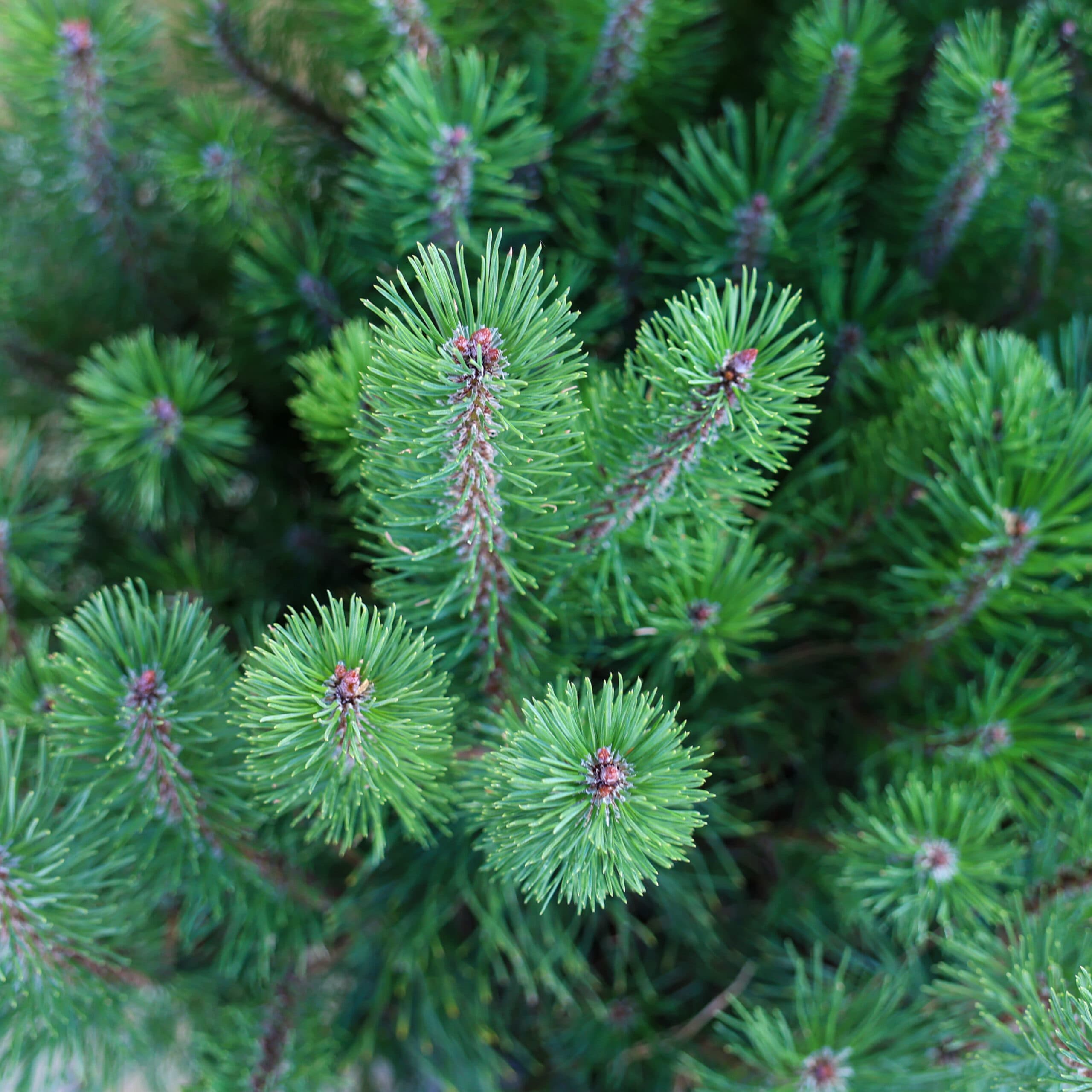 Pin de munte thumbnail 3