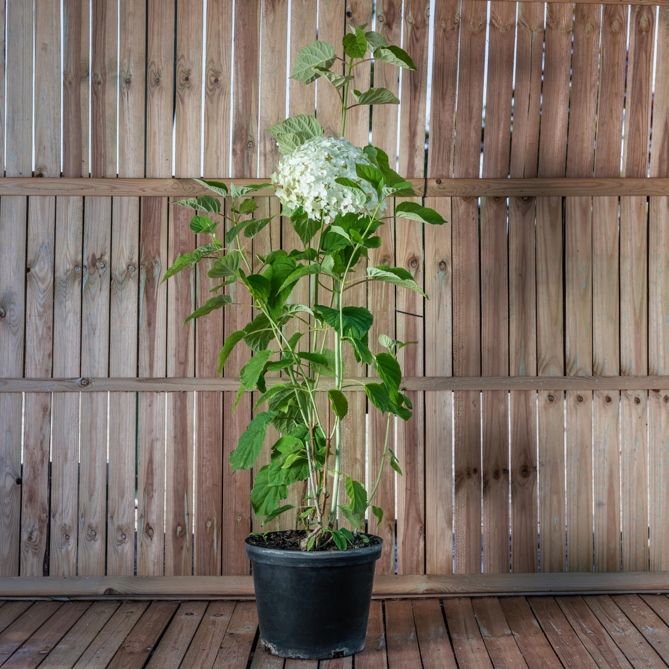 Hortensia alba — imagine 1