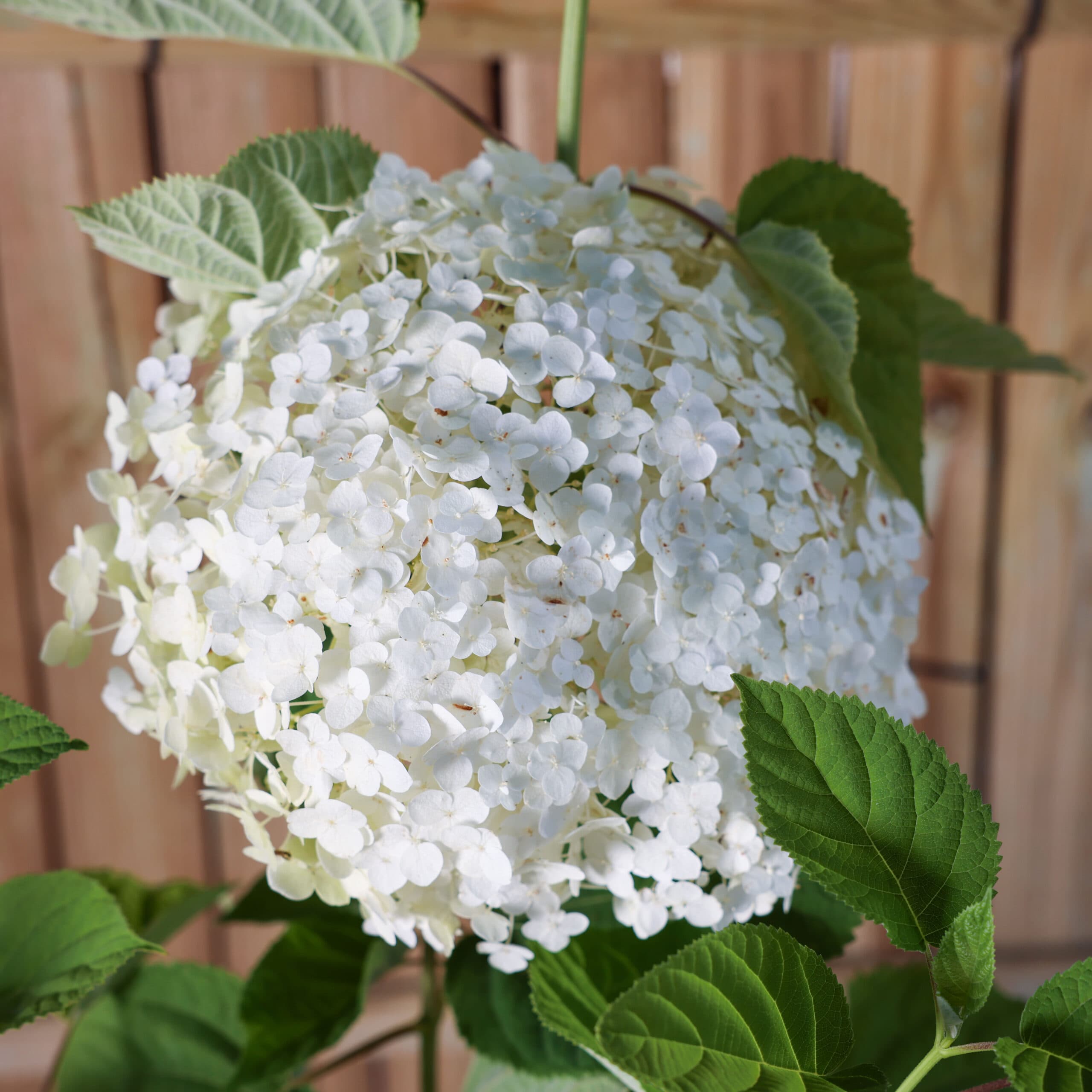 Hortensia alba thumbnail 2