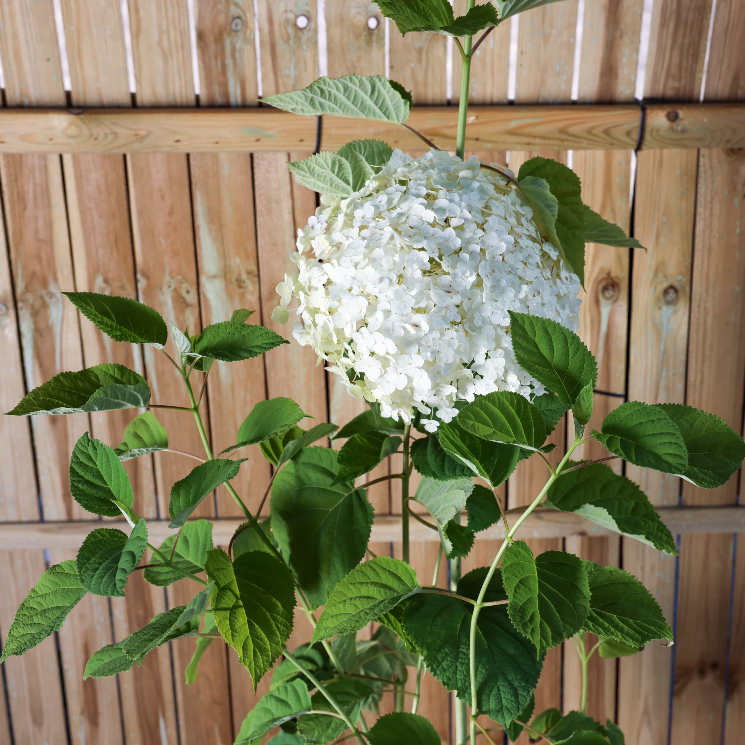 Hortensia alba thumbnail 3