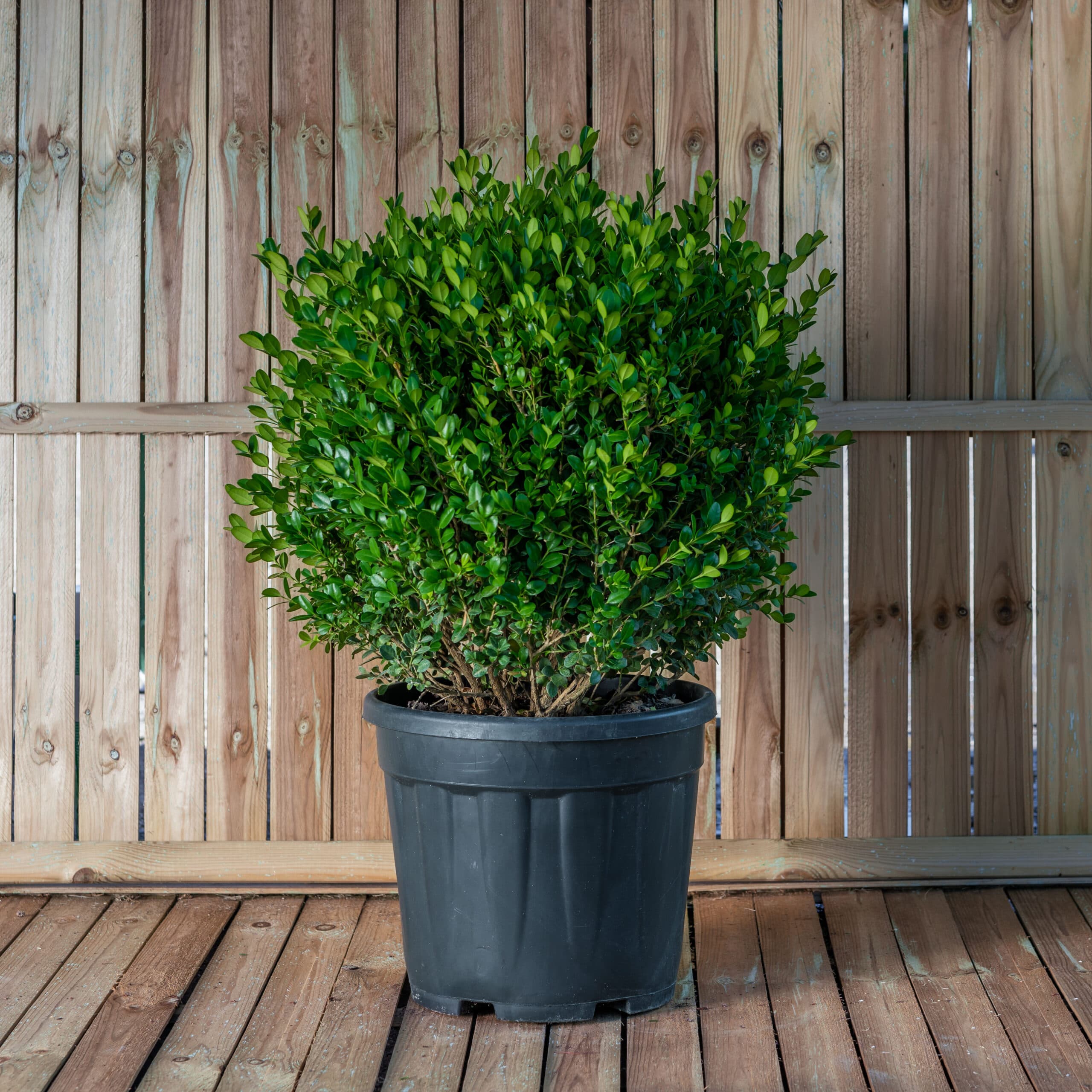Buxus glob
