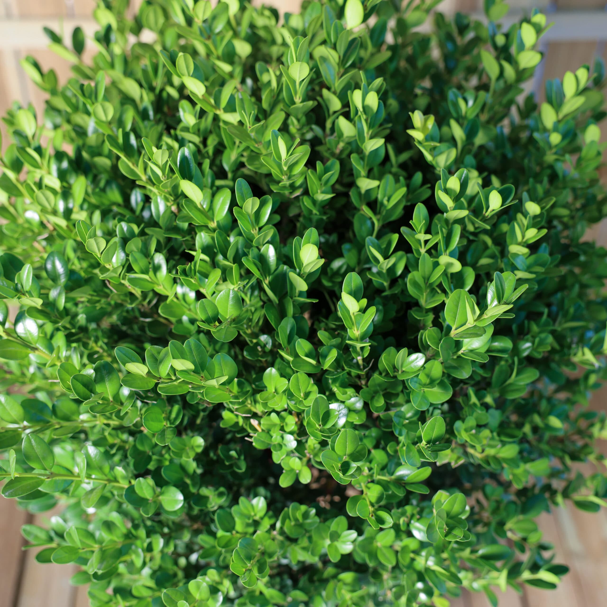 Buxus glob thumbnail 3
