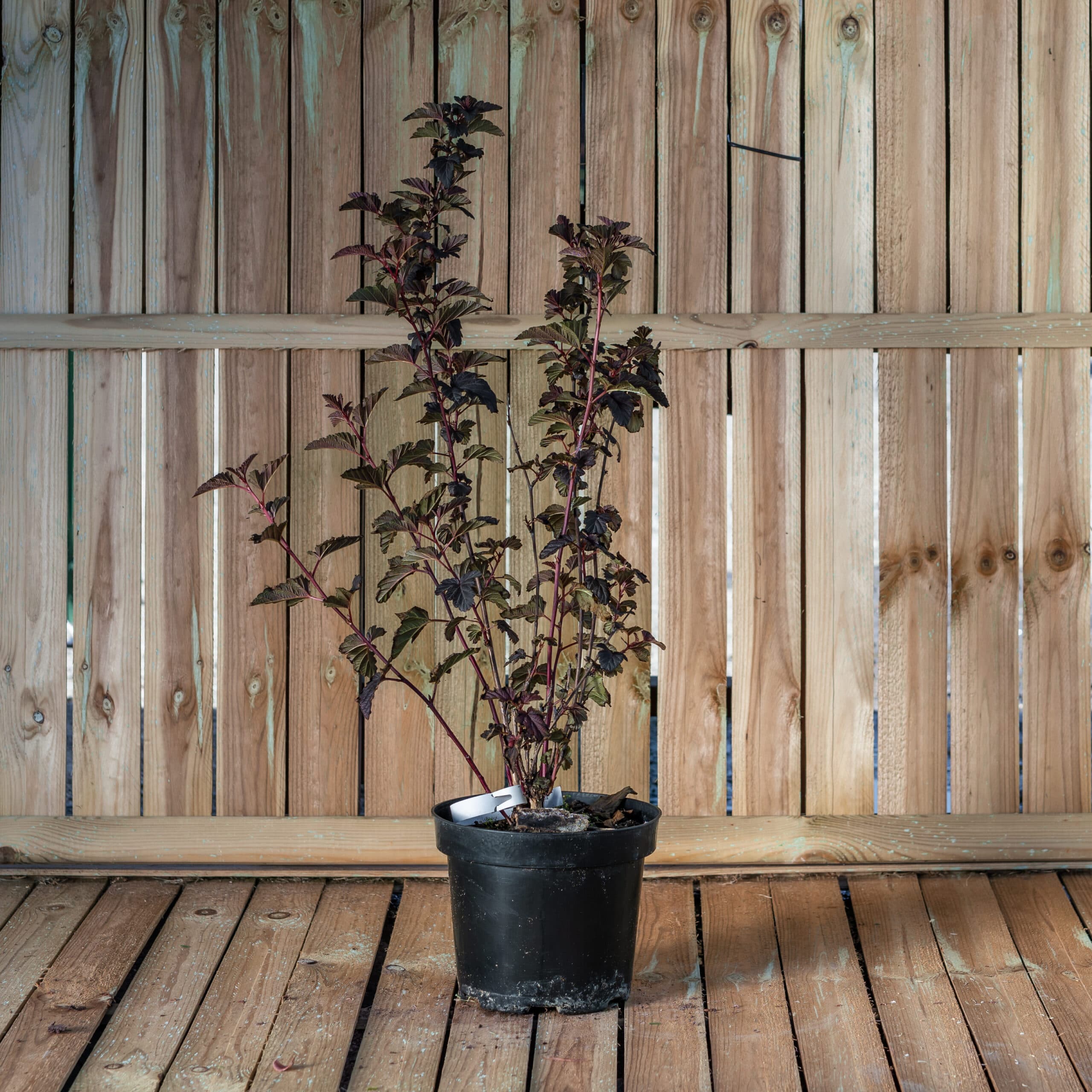 Physocarpus 'Red Baron' — imagine 1