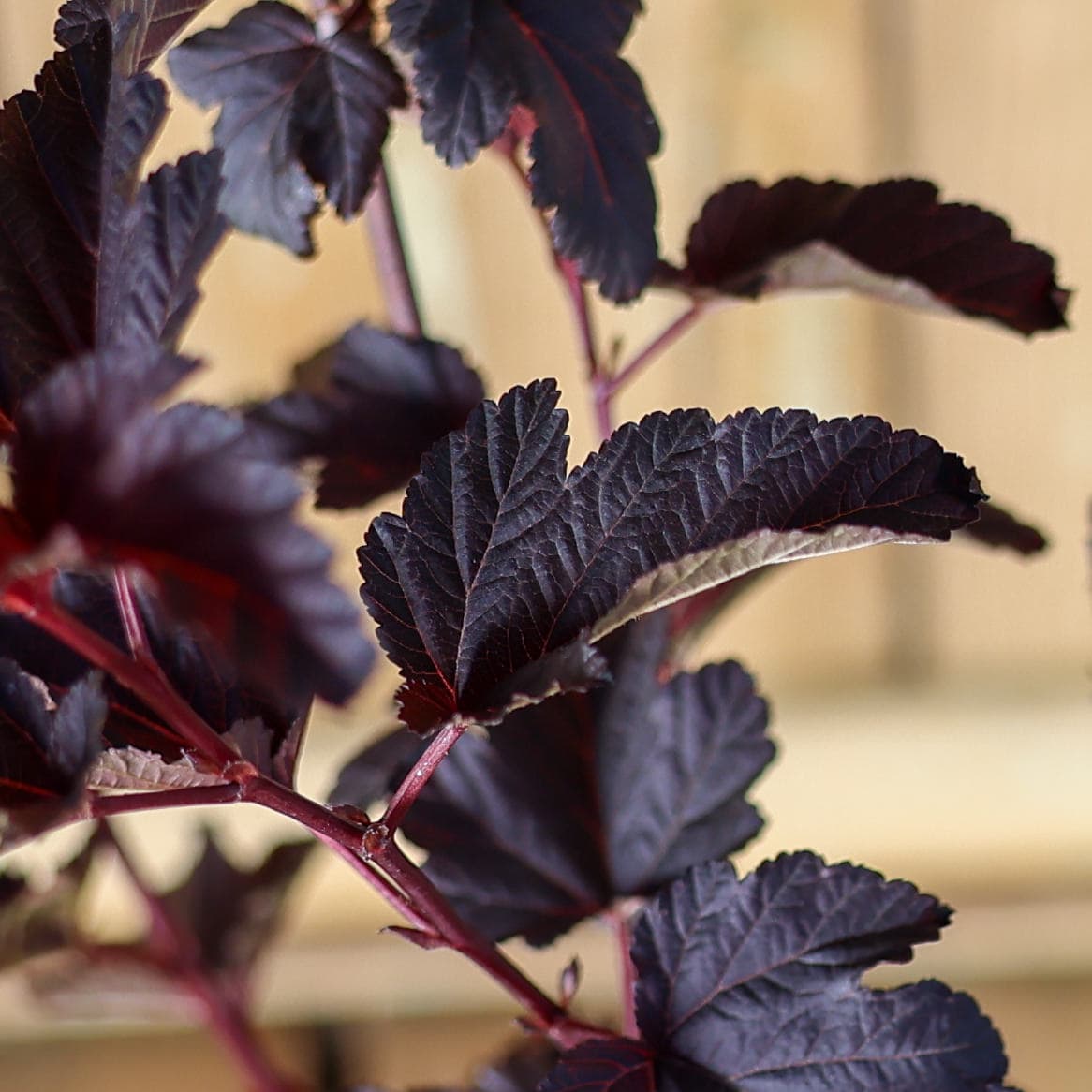 Physocarpus 'Red Baron' thumbnail 2