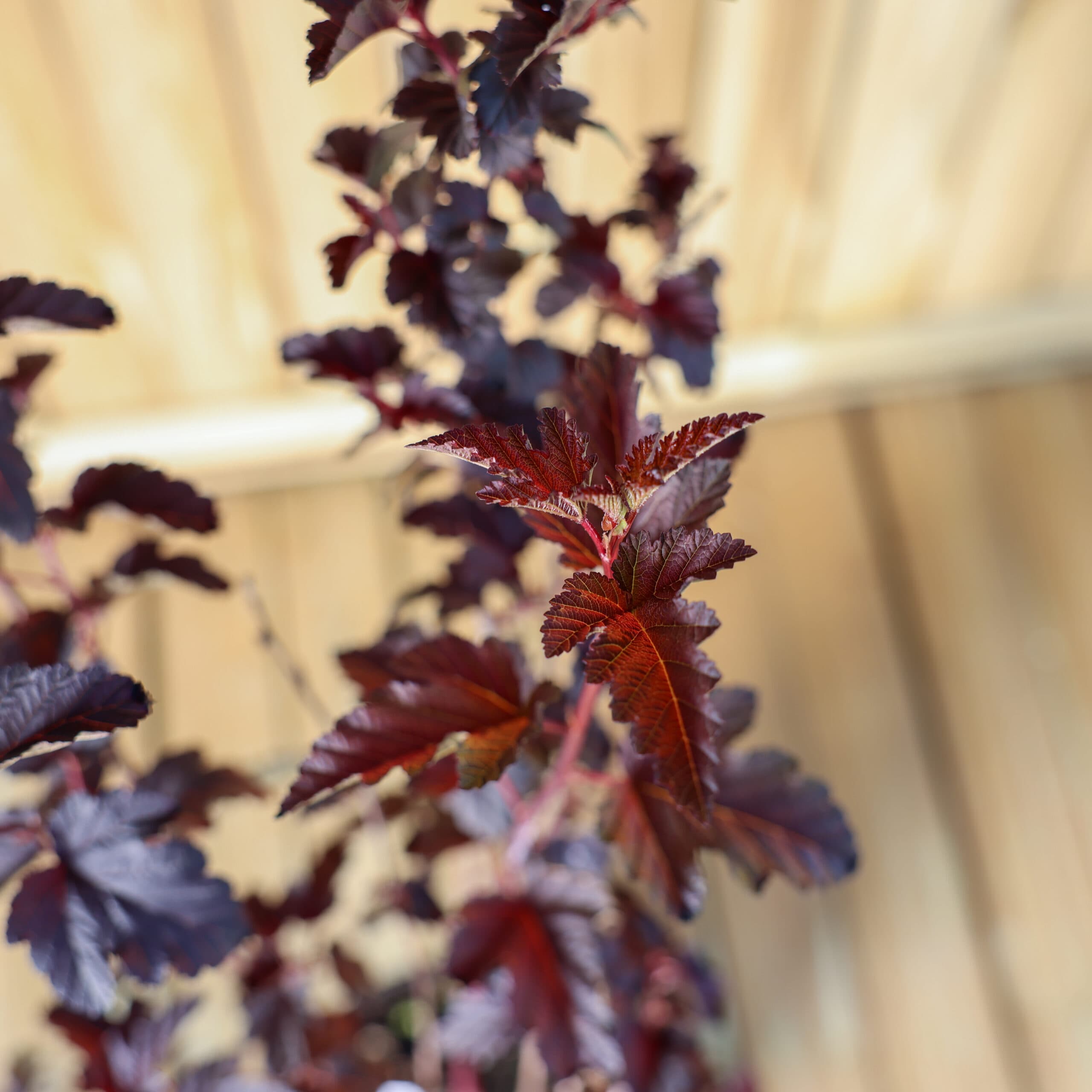 Physocarpus 'Red Baron' thumbnail 3