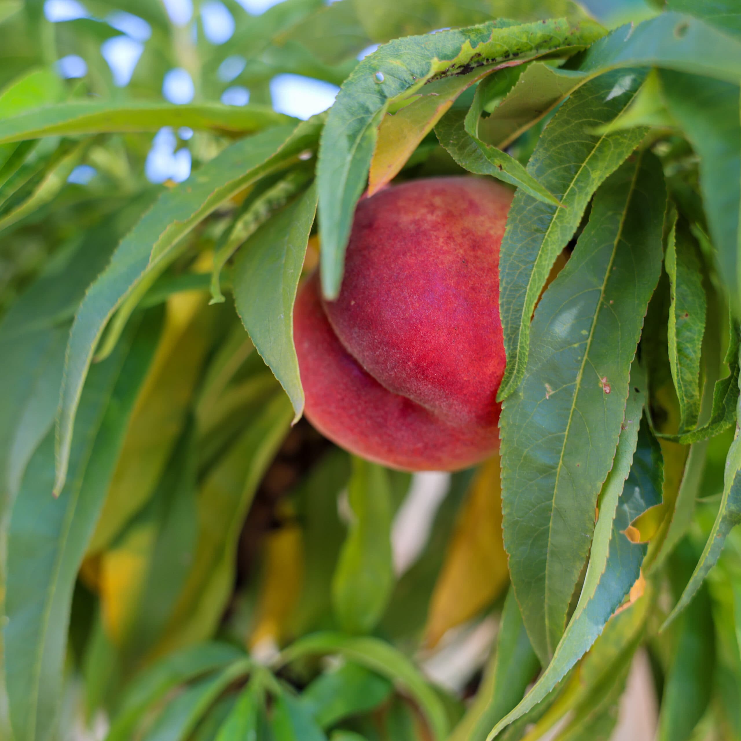 Piersic pitic thumbnail 2