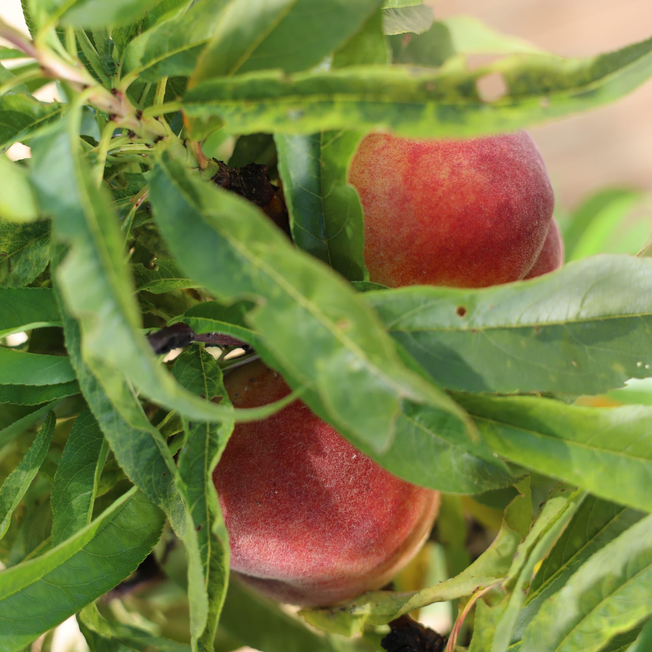 Piersic pitic thumbnail 3