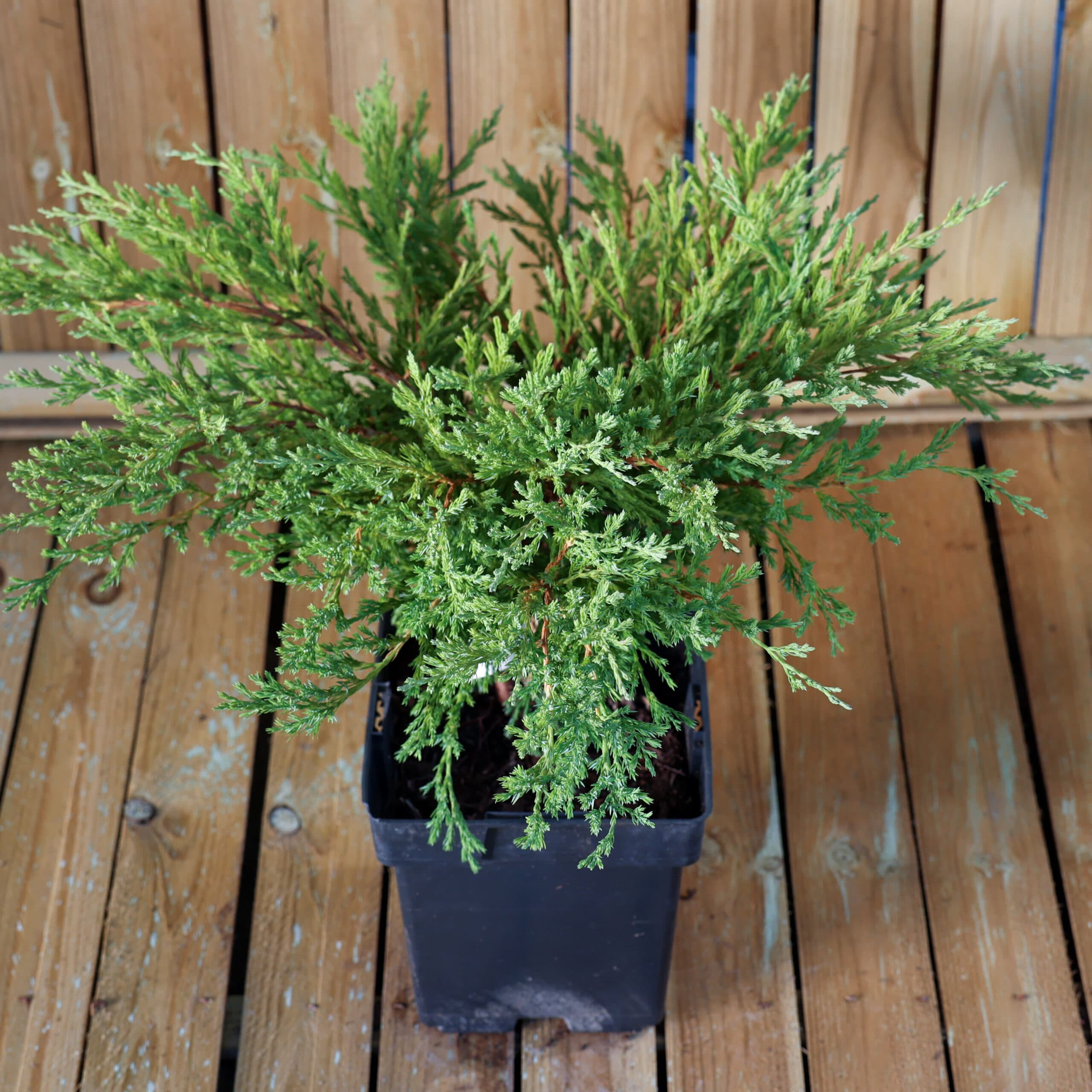 Ienupar târâtor thumbnail 2