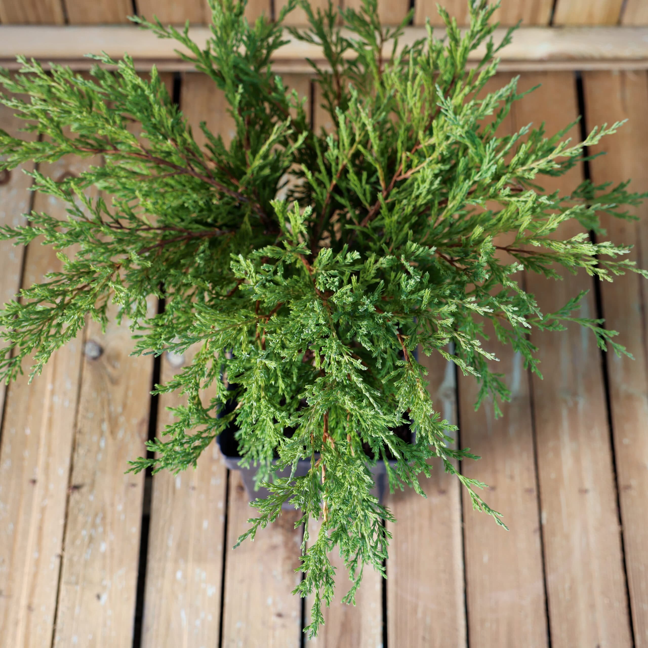 Ienupar târâtor thumbnail 3