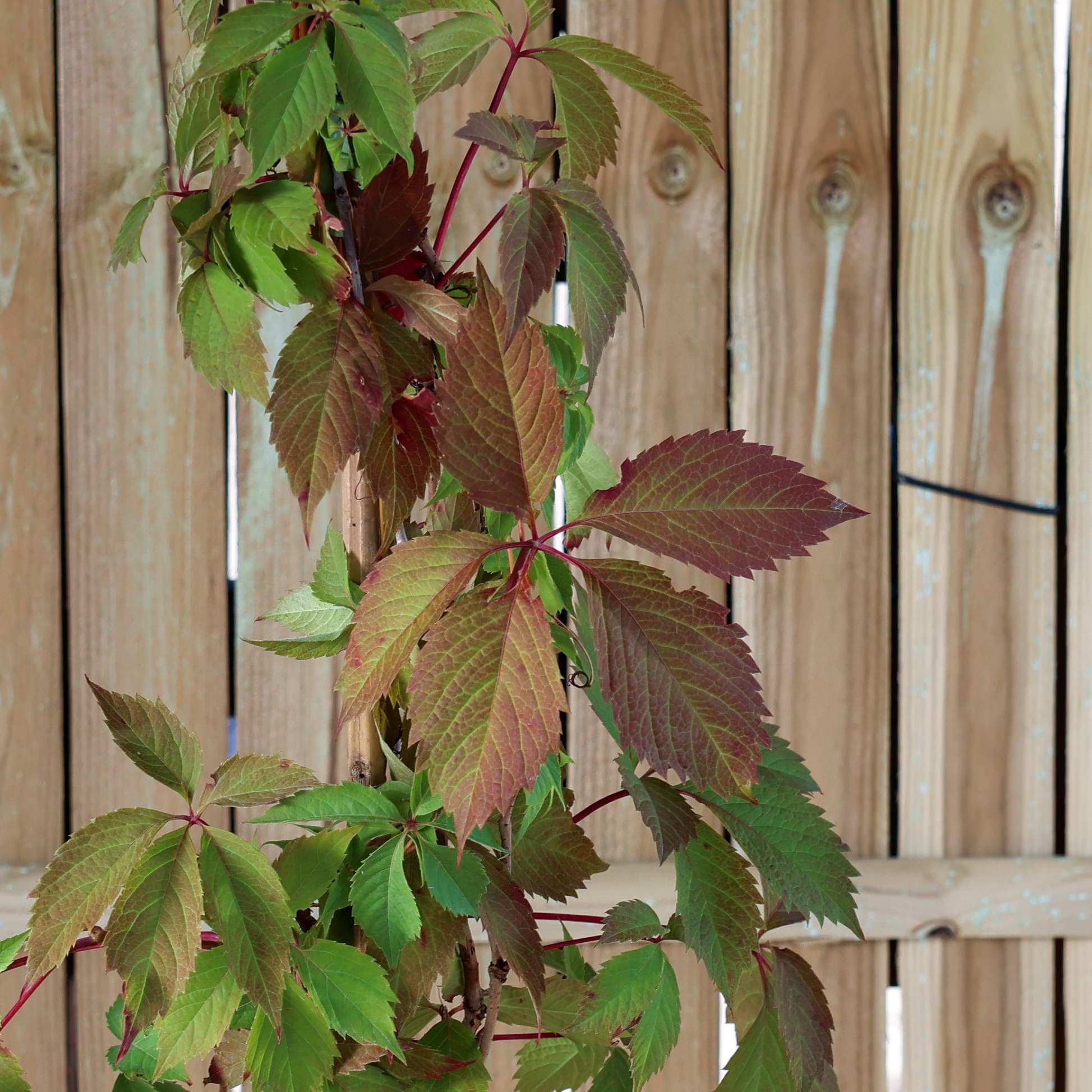 Vita de vie ornamentală thumbnail 2