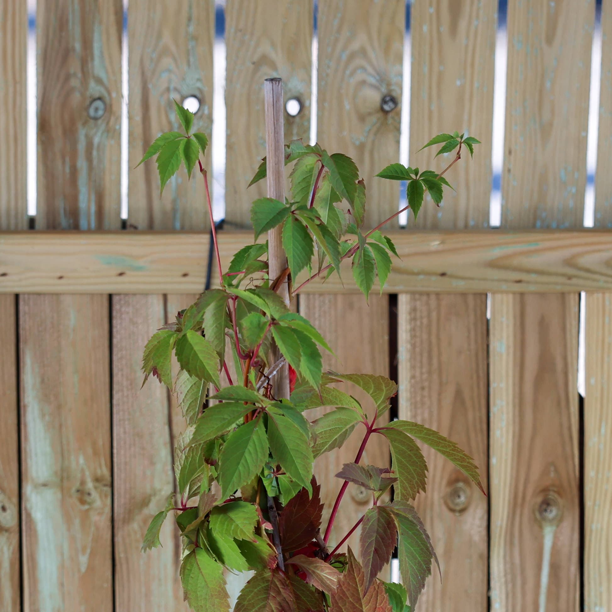 Vita de vie ornamentală thumbnail 3