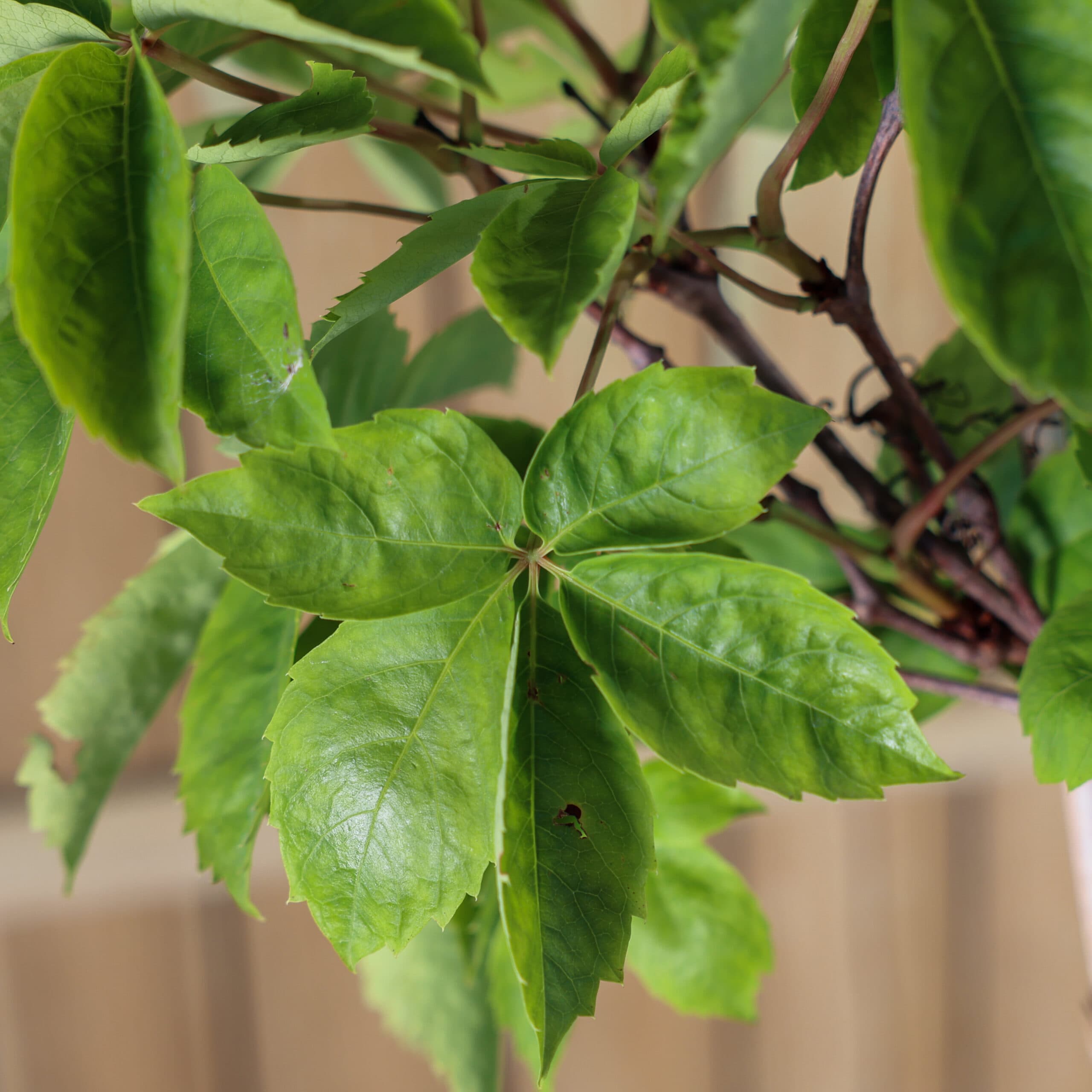 Vita de vie ornamentală thumbnail 2