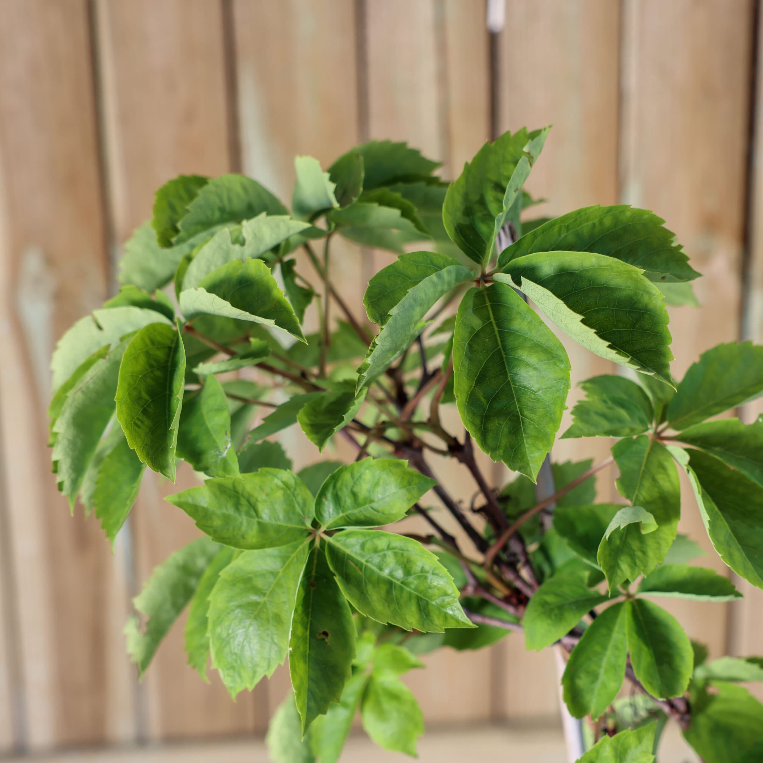 Vita de vie ornamentală thumbnail 3