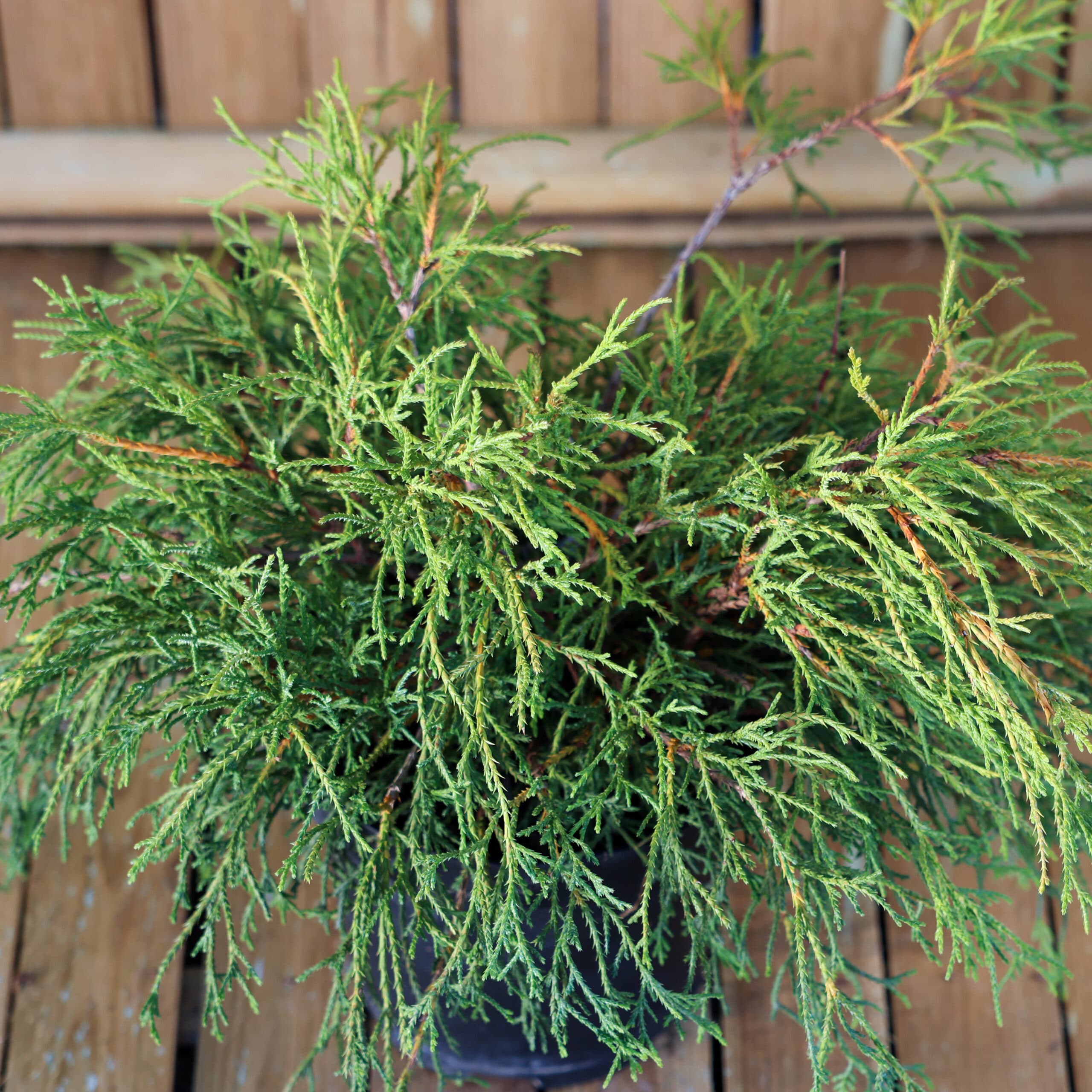 Chiparos thumbnail 2