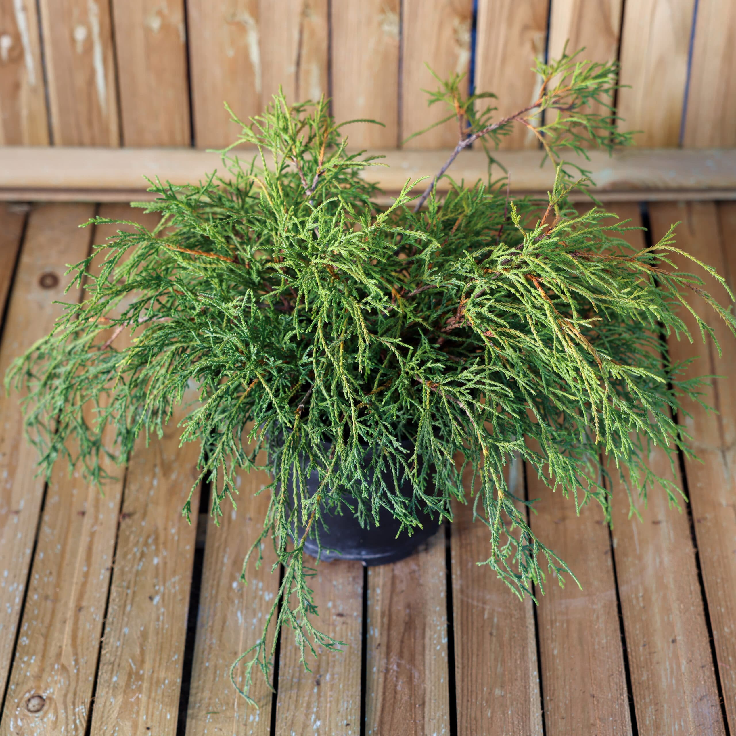 Chiparos thumbnail 3