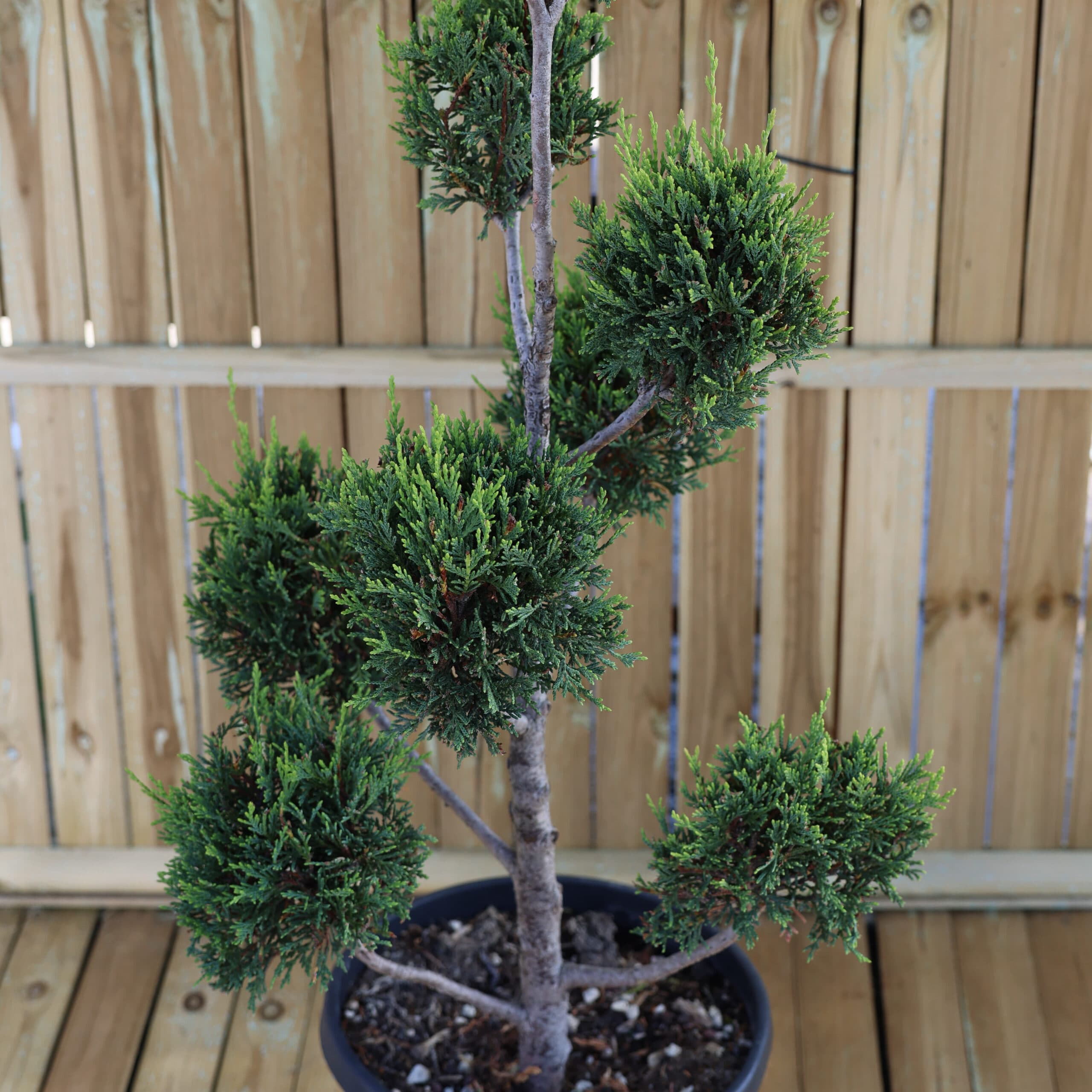 Topiar Pom- Pom thumbnail 2