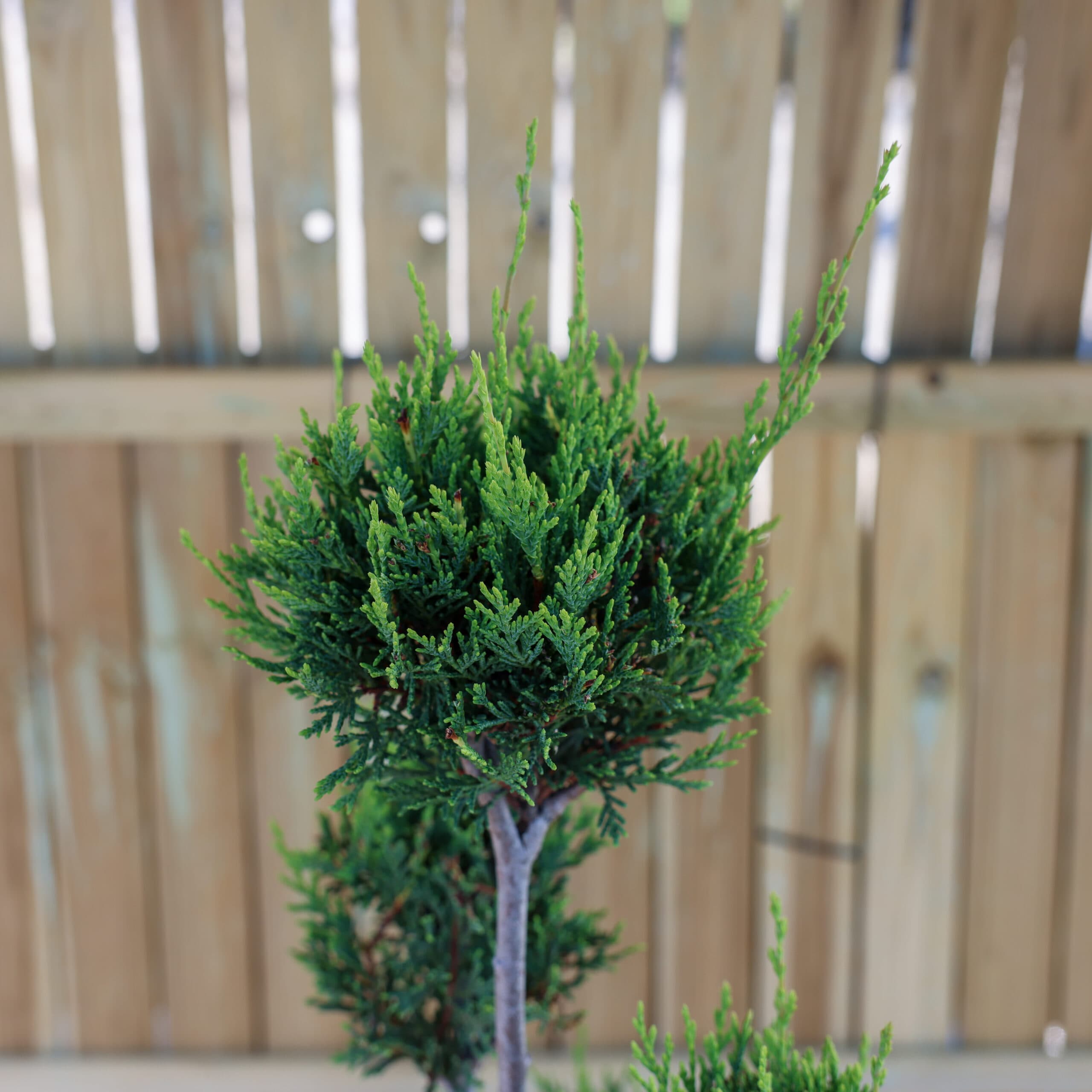 Topiar Pom- Pom thumbnail 3