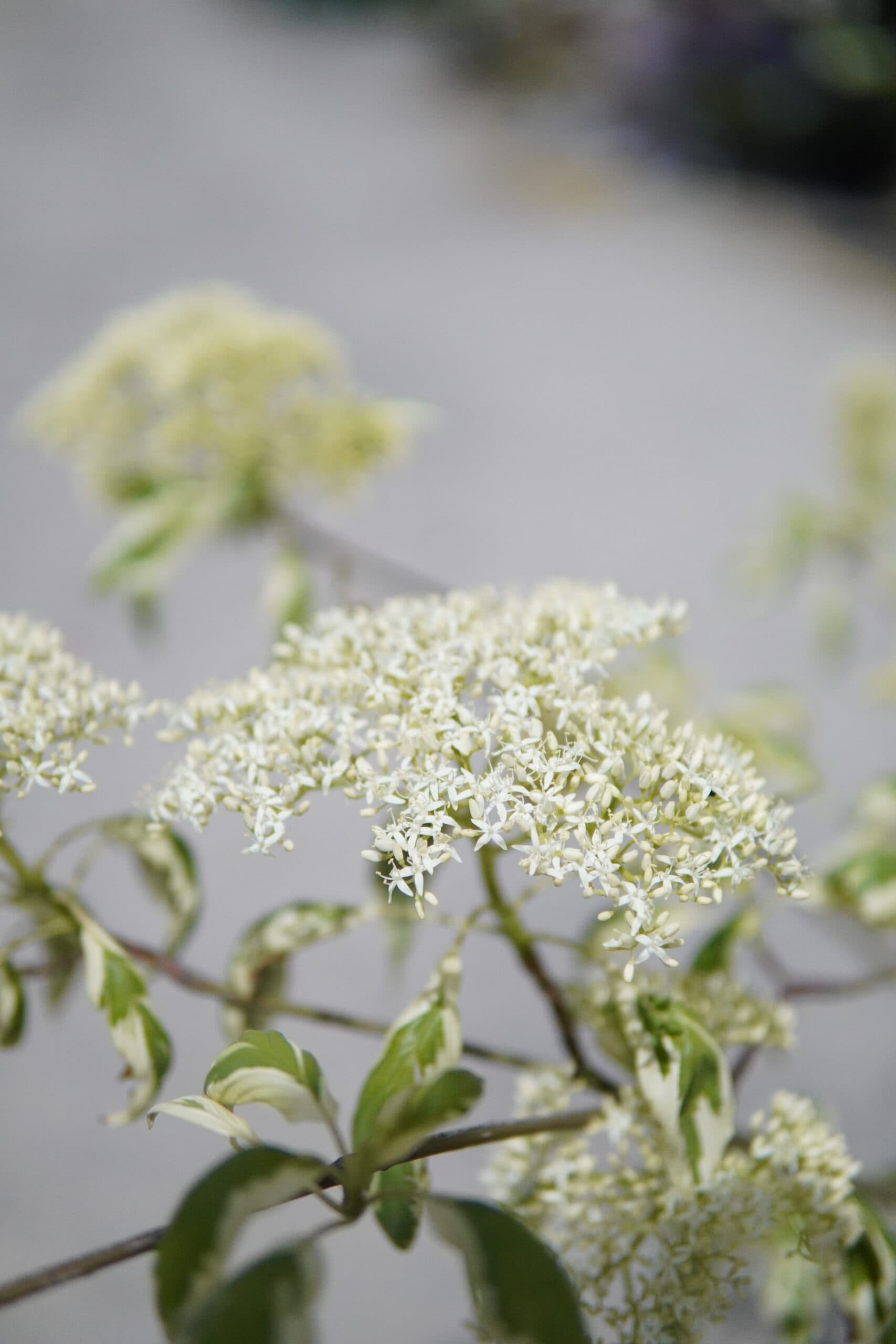 Cornus controversa 'Variegata' thumbnail 2