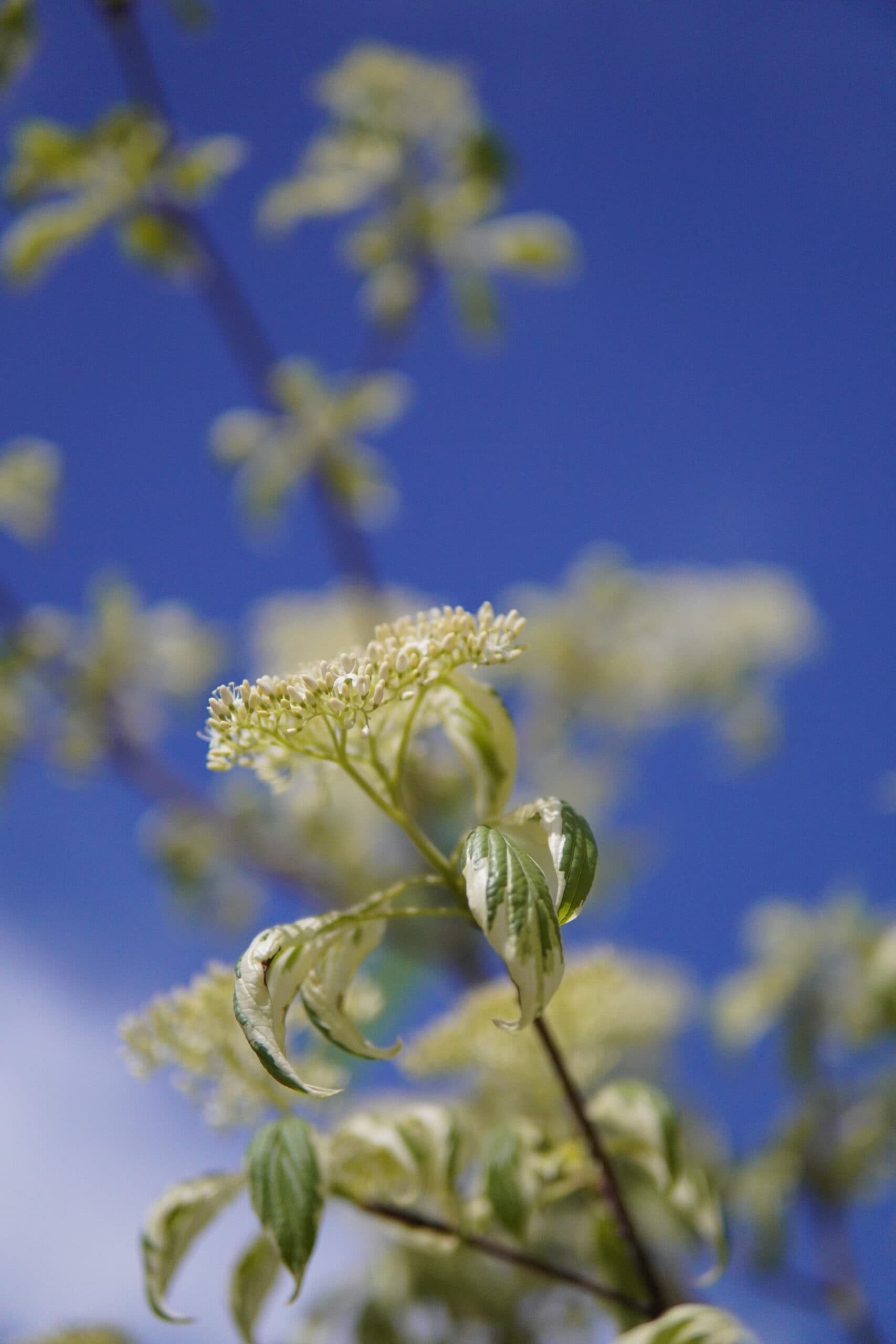 Cornus controversa 'Variegata' thumbnail 3