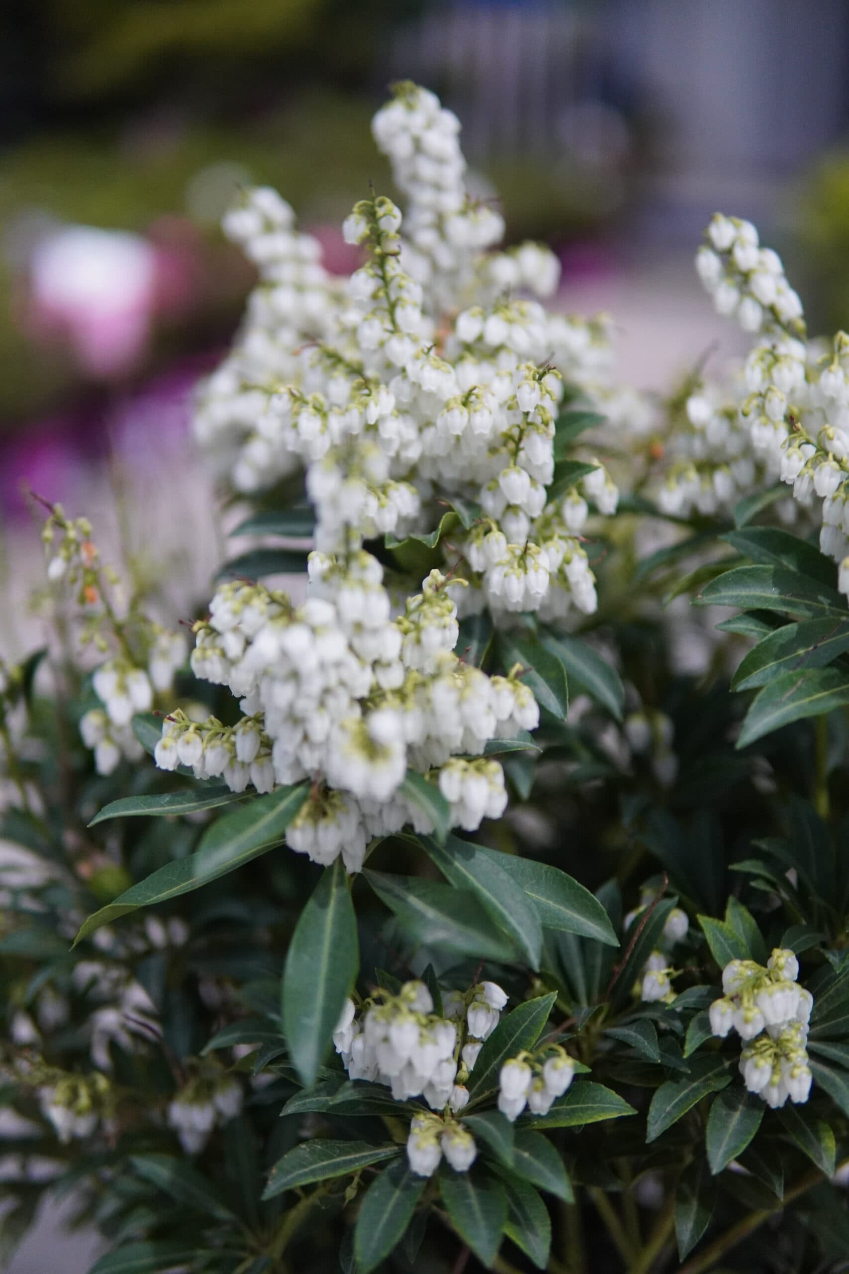 Tufa de lacramioare thumbnail 4