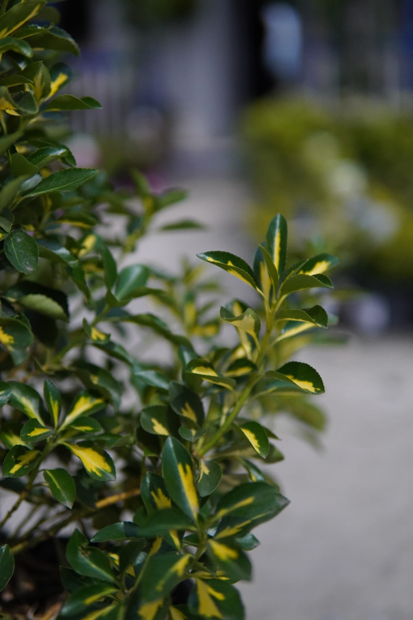 Euonymus japonicus mixt thumbnail 2