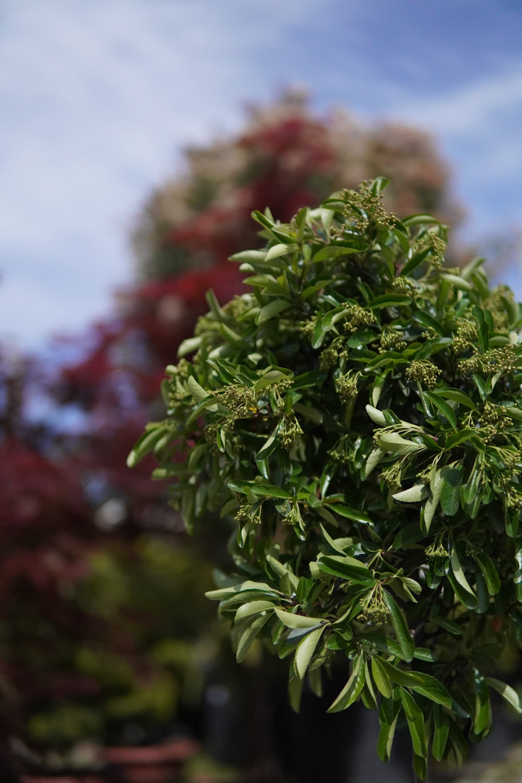 Pyracantha 'Orange Dream' altoit pe trunchi thumbnail 2