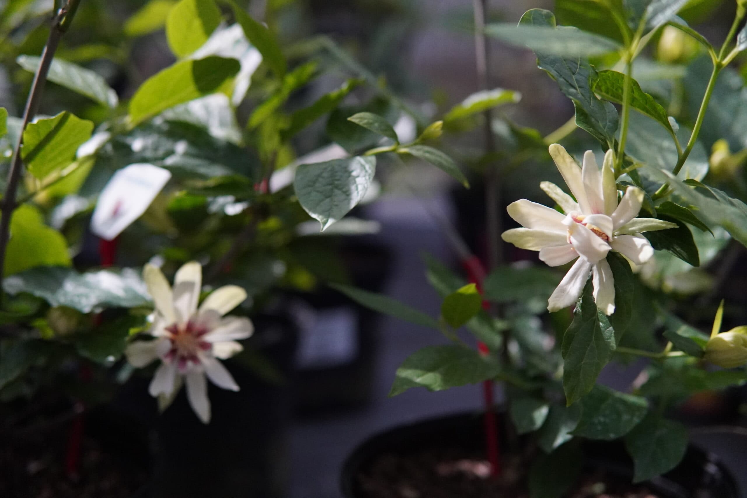 Sinocalycanthus 'Venus' — imagine 1