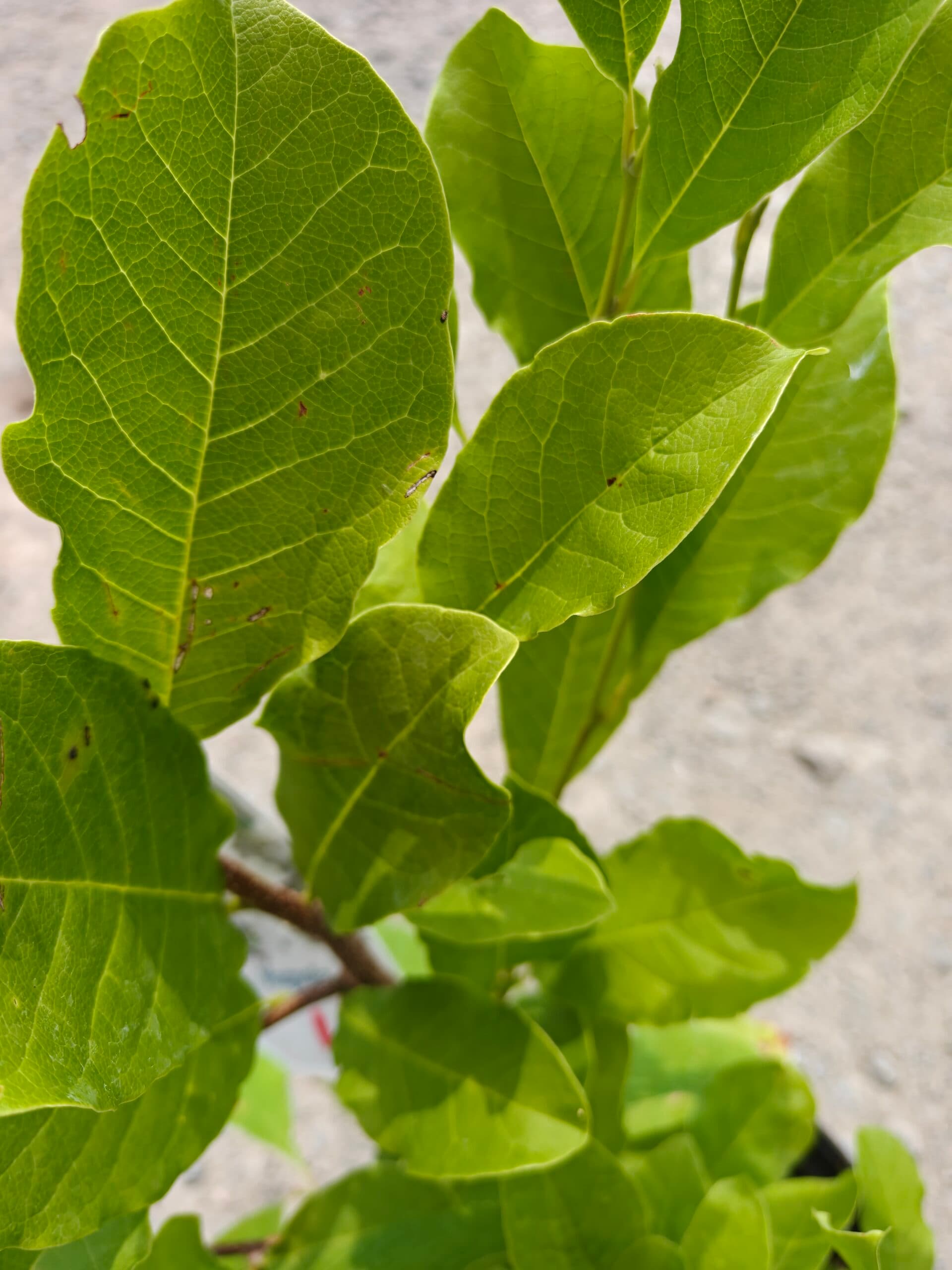 Magnolie albă thumbnail 2