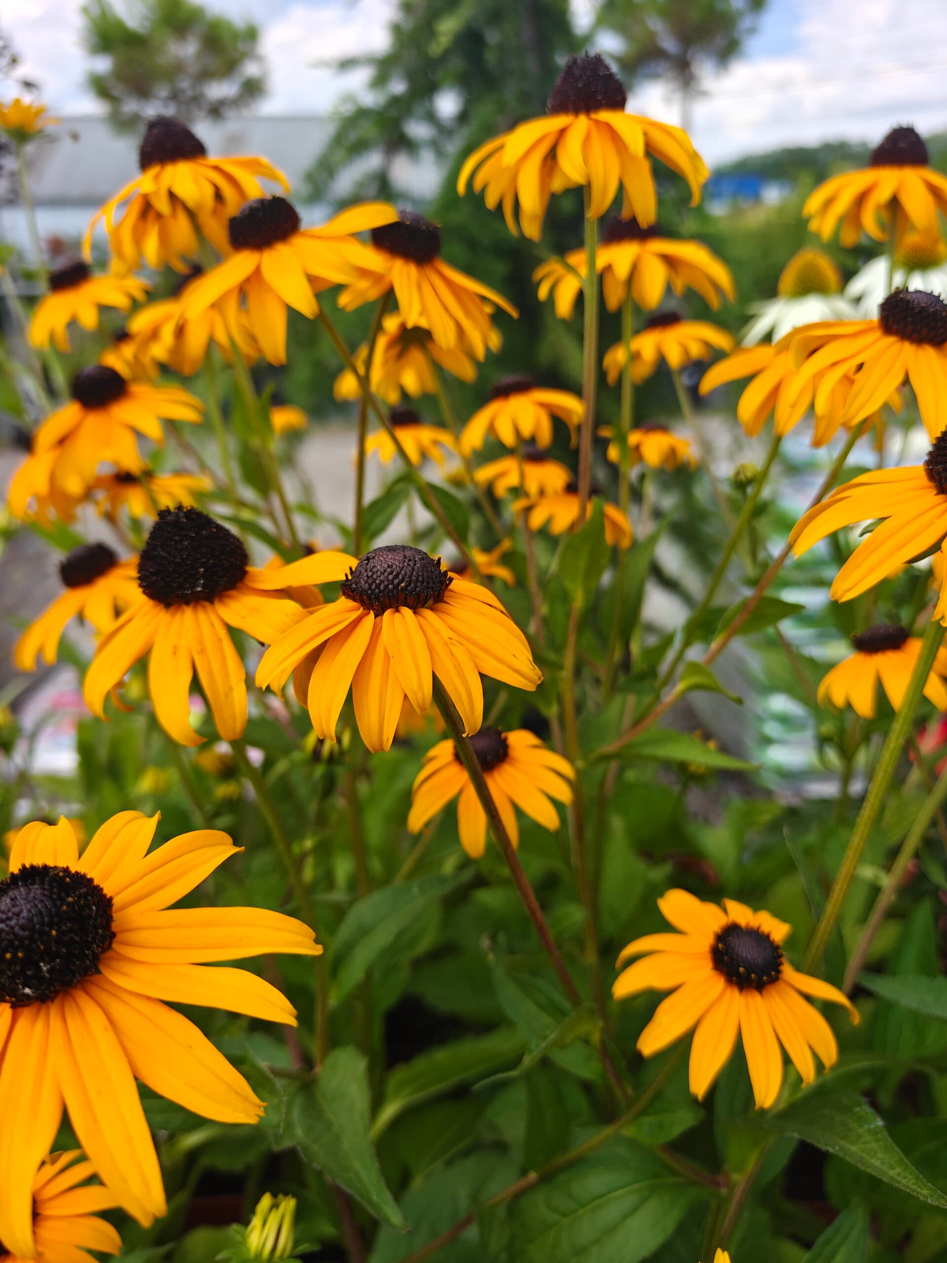 Rudbeckia fulgida 'Goldsturm' thumbnail 2