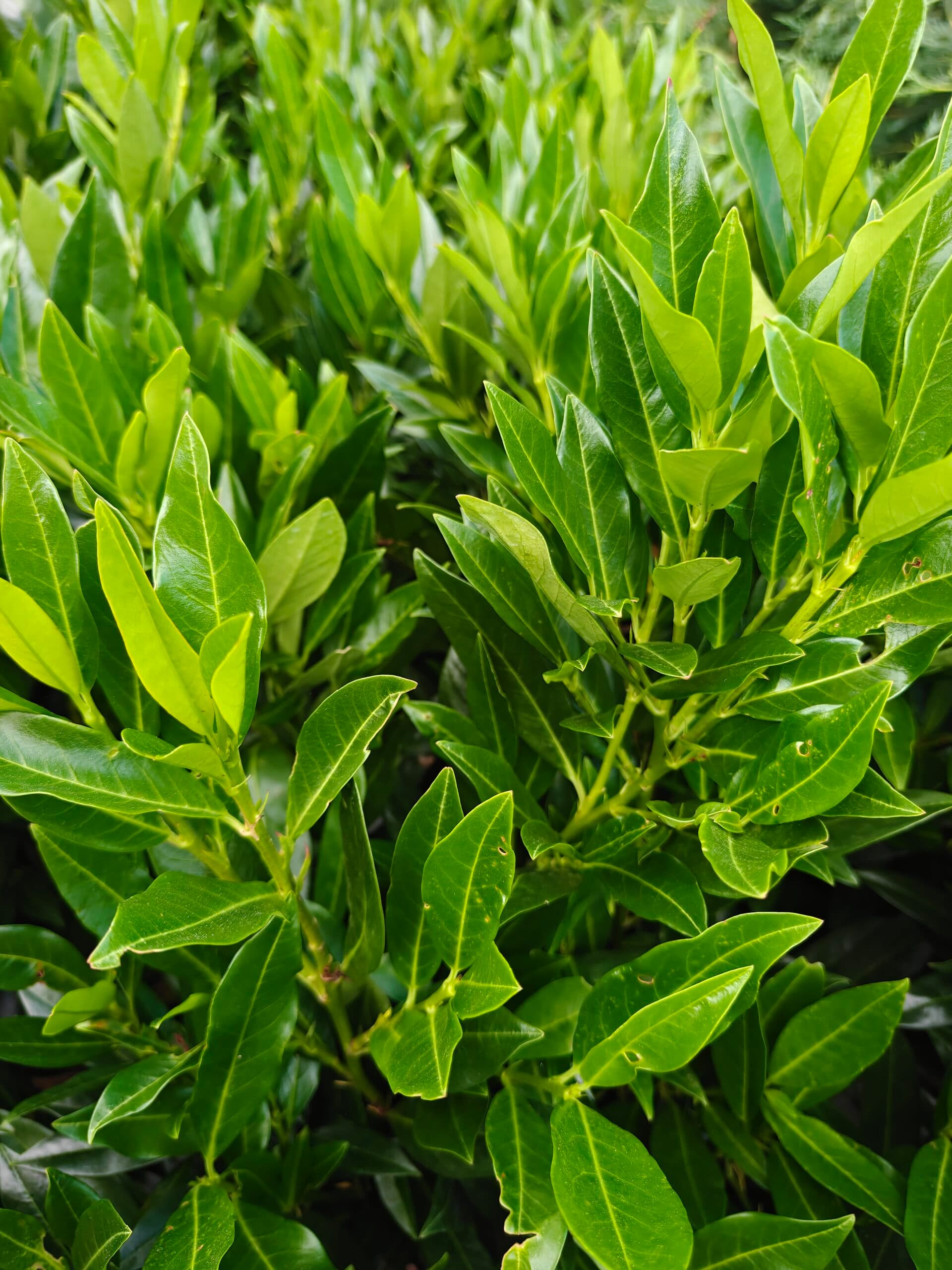 Prunus laurocerasus 'Otto Luyken' thumbnail 2