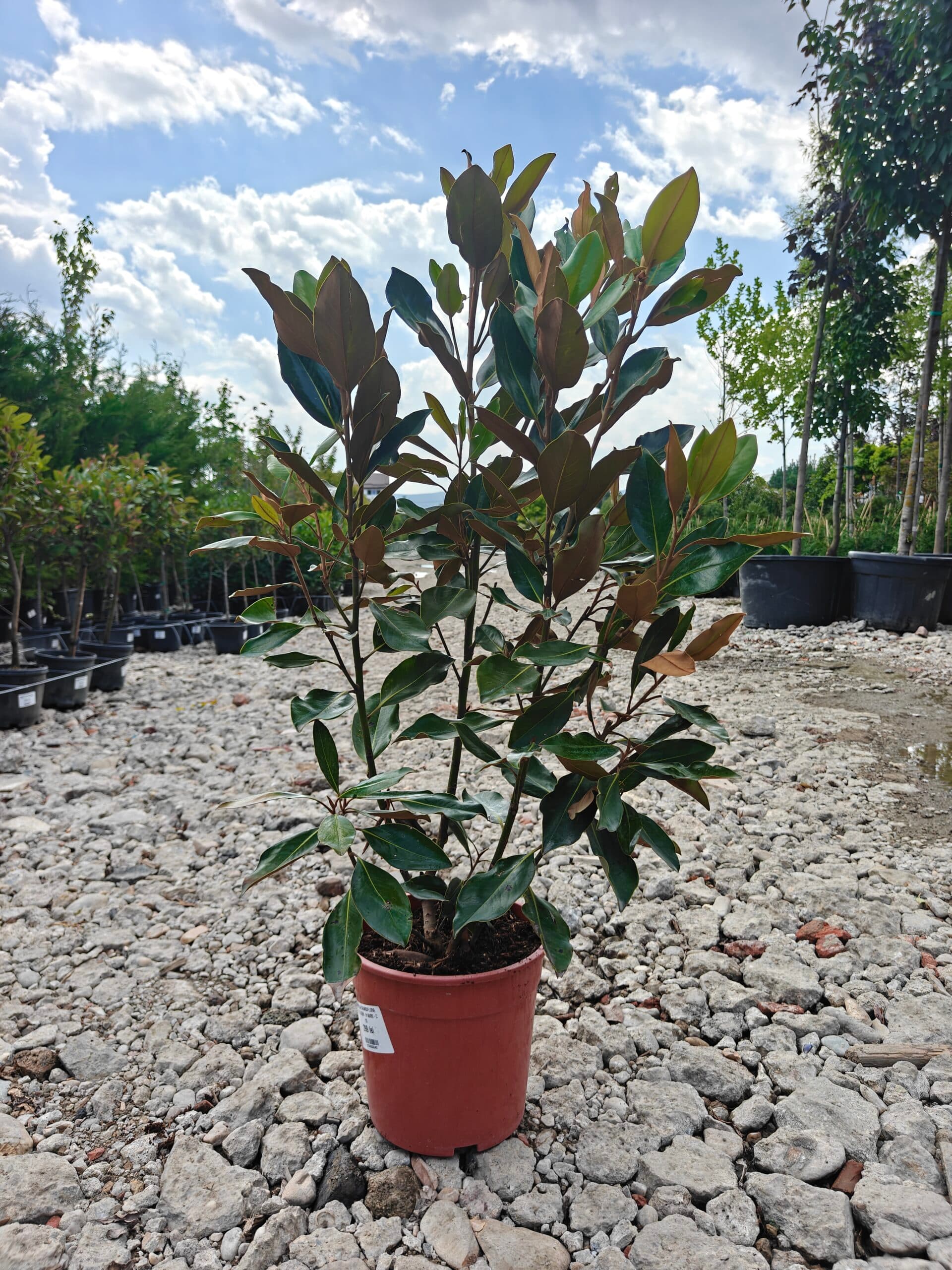 Magnolie veșnic verde pitică — imagine 1